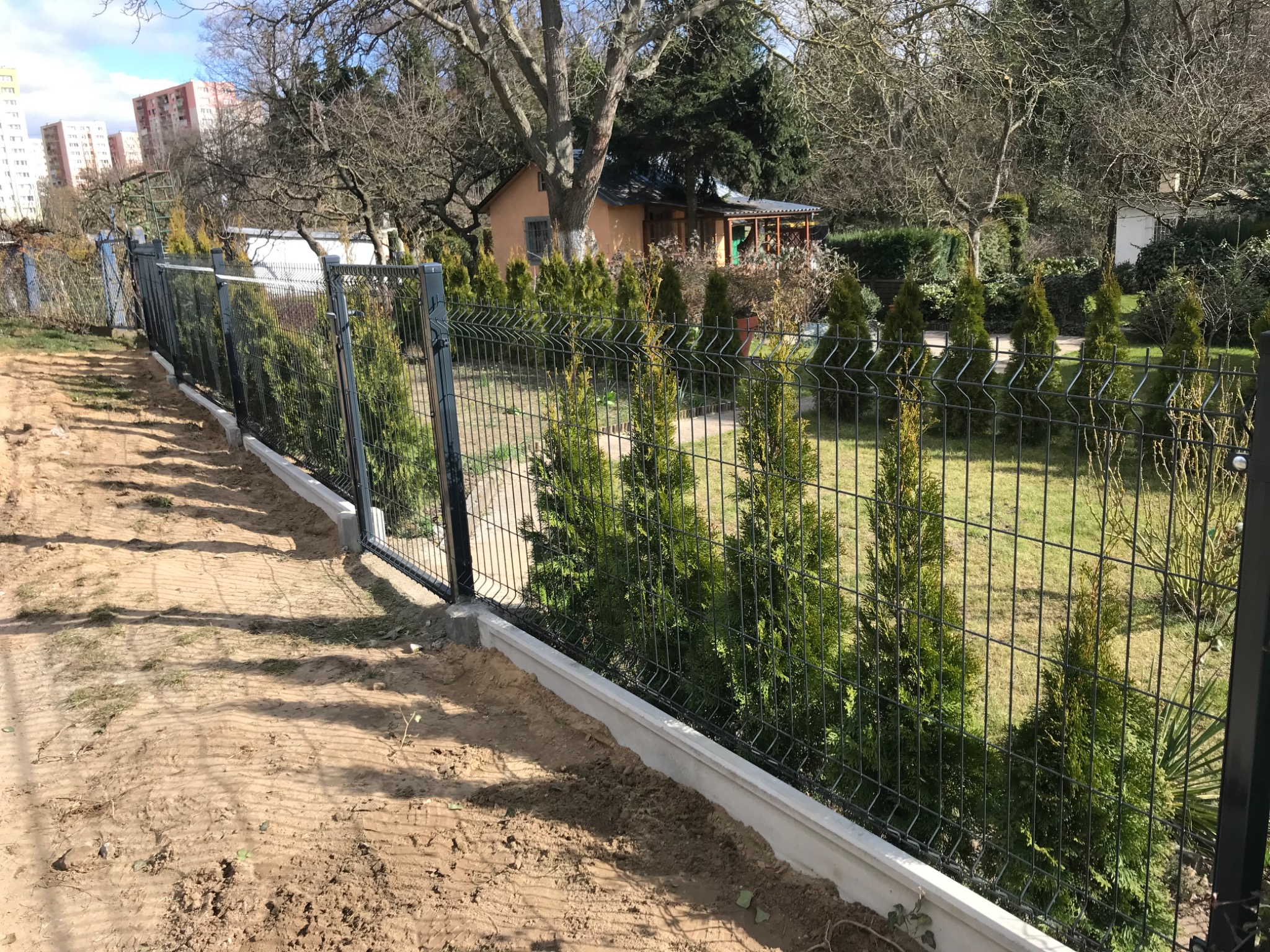 Nowoczesne ogrodzenie panelowe z podmurówką betonową, obsadzone młodymi tujami, na tle domku jednorodzinnego i bloków mieszkalnych.