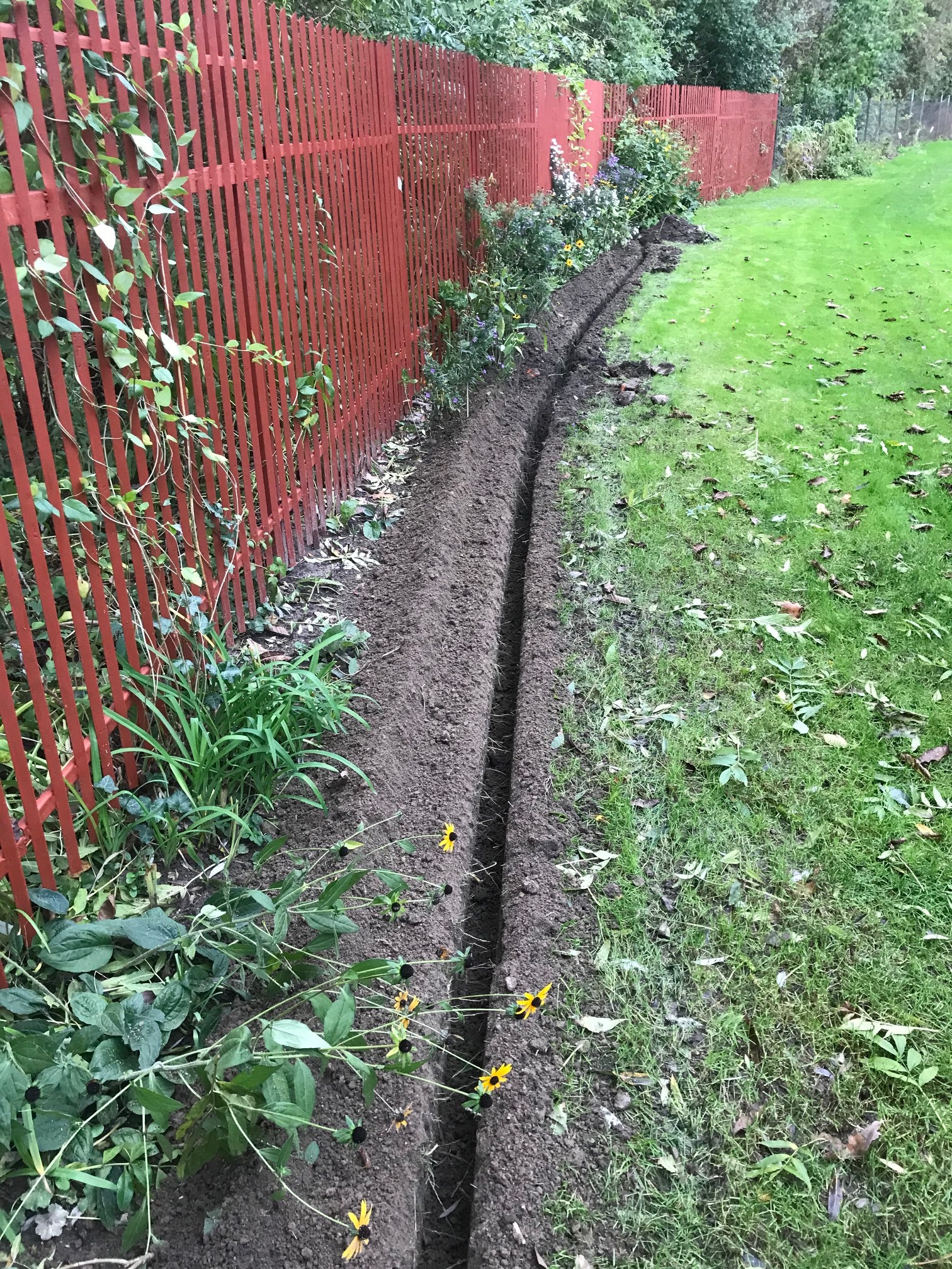 Wykopany wąski rów wzdłuż czerwonego, drewnianego ogrodzenia, widoczne żółte kwiaty i zielona trawa z liśćmi.
