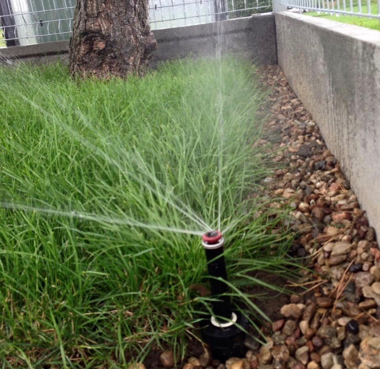 Automatyczny zraszacz rotacyjny nawadnia trawnik wzdłuż kamiennego obrzeża, z pniem drzewa i siatką ogrodzeniową w tle.