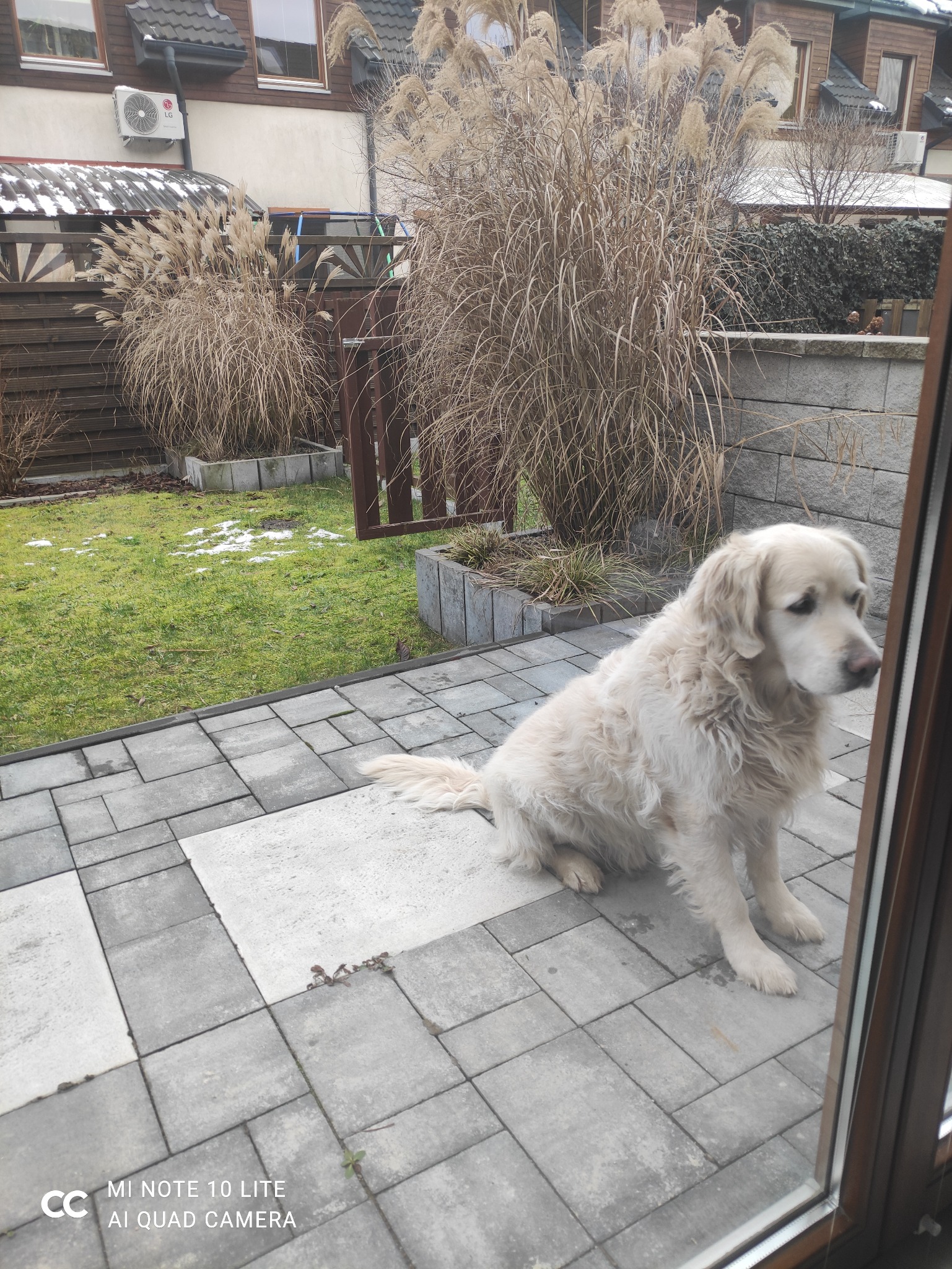 Jasny pies siedzi na szarej, ułożonej nawierzchni z widocznymi roślinami ozdobnymi w tle.