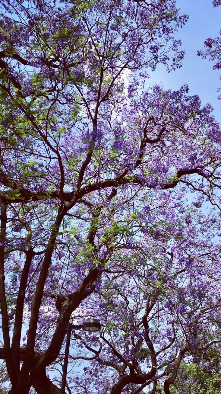 Korona drzewa Jacaranda z fioletowymi kwiatami na tle błękitnego nieba, widoczna latarnia uliczna.