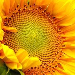 Atp-15101 - Panele Podłogowe Ukraina