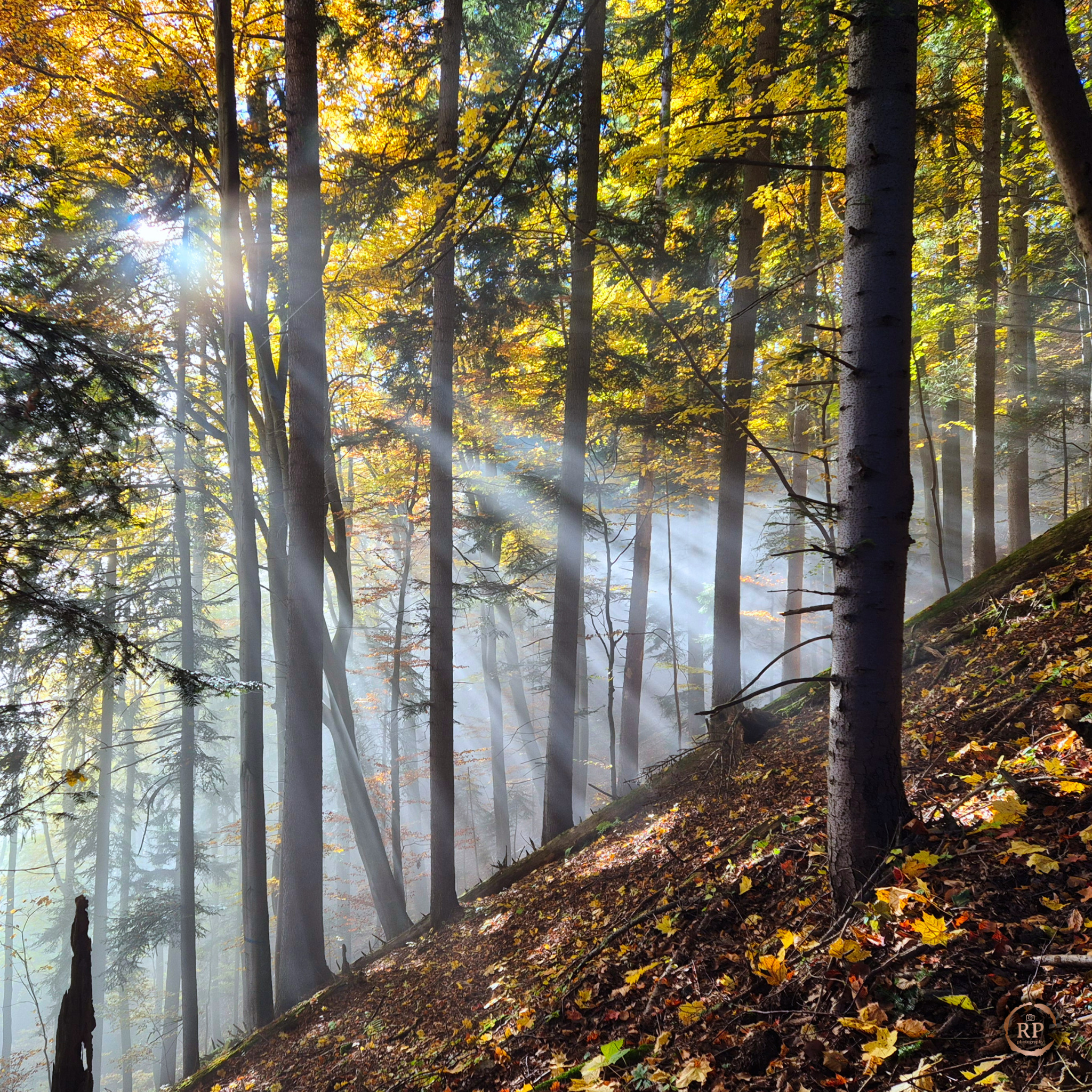 Jesienny las w promieniach słońca. Mgła otula drzewa, a opadłe liście w odcieniach żółci i brązu pokrywają ziemię. Ujęcie z dołu, podkreślające wysokość drzew.