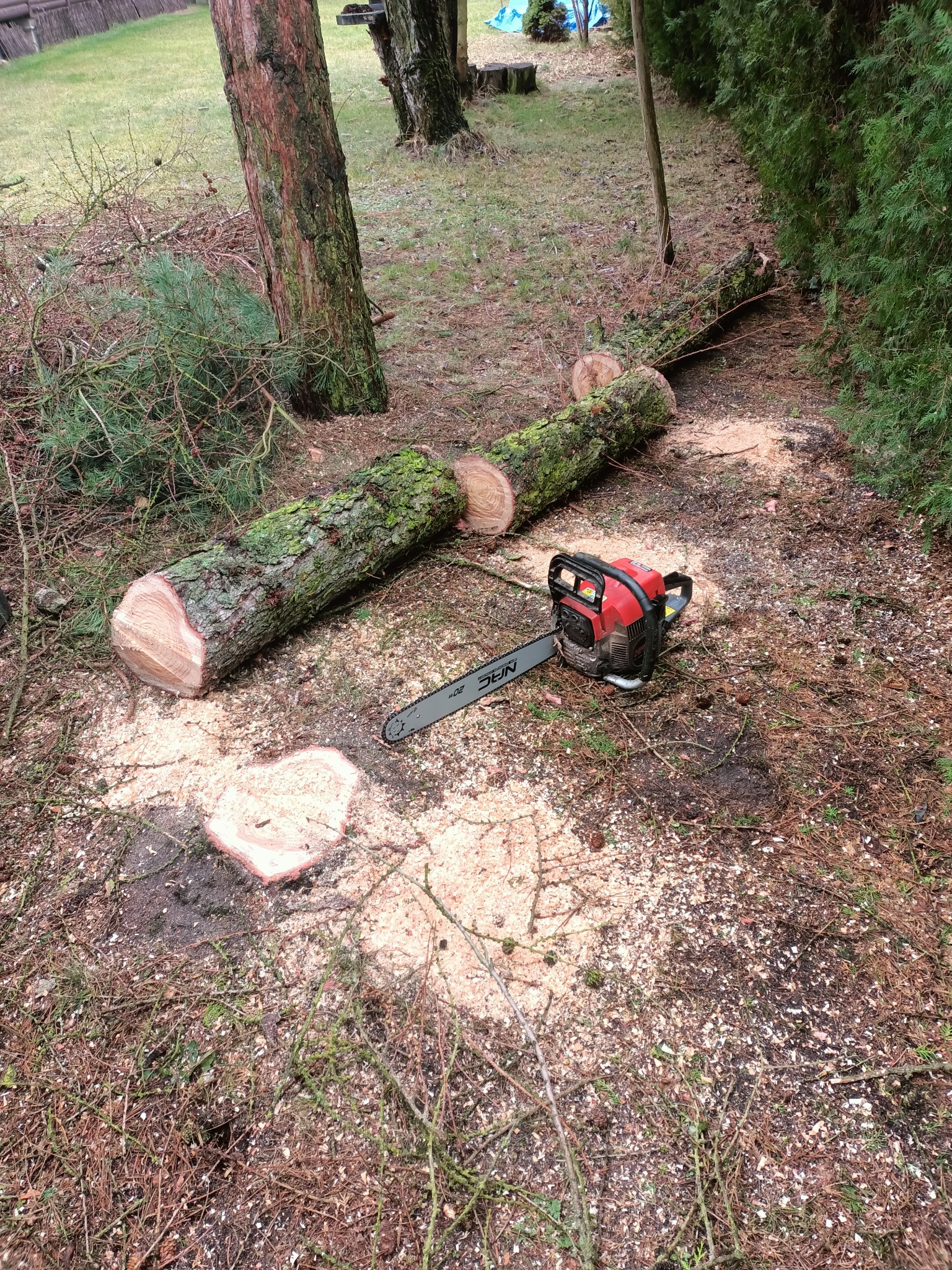 Ścięty pień drzewa pokryty mchem leży na ziemi obok czerwono-czarnej piły łańcuchowej, w tle widać drzewa i krzewy.