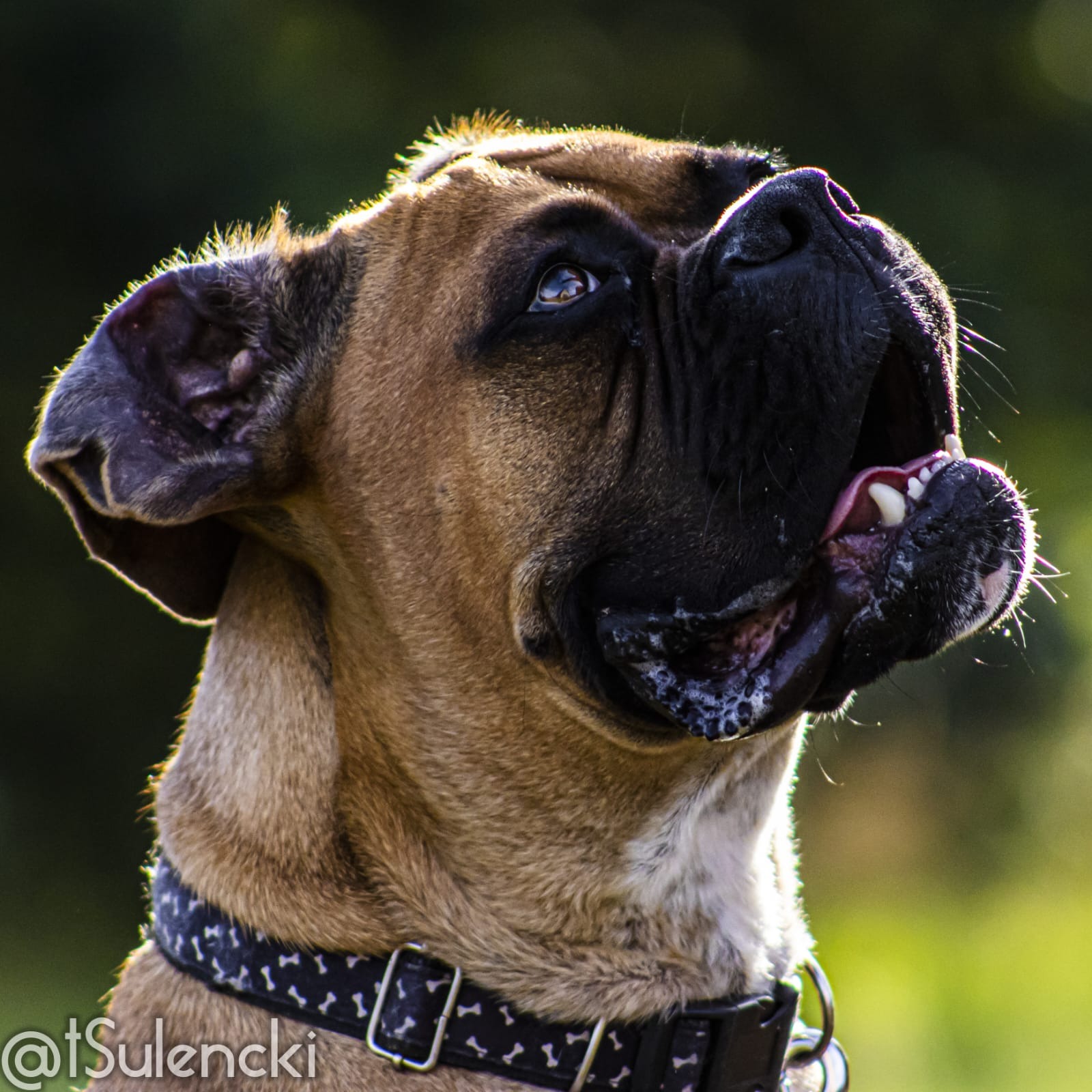 Portret psa rasy Bullmastiff z otwartym pyskiem, pokazujący zęby i język, na tle rozmytej zieleni, z obrożą z motywem kości.