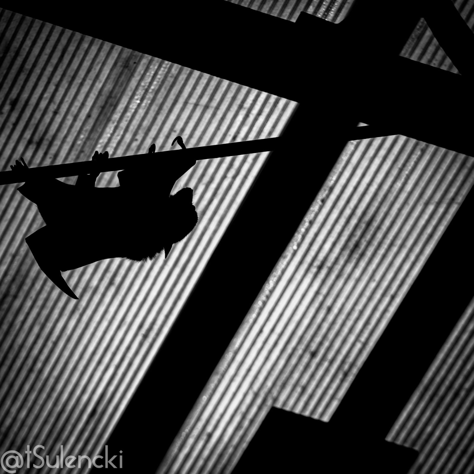Silhouetted bat hanging upside down from a wooden beam against a corrugated metal roof, captured in a high-contrast monochrome image.