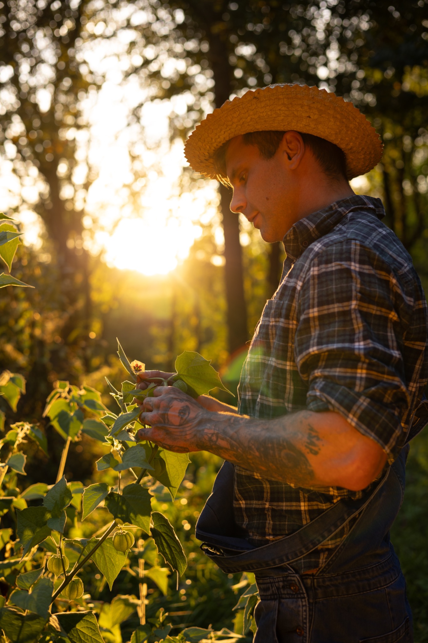 Mężczyzna w słomkowym kapeluszu i kraciastej koszuli, z tatuażami na ramionach, delikatnie dotyka liści rośliny w ogrodzie podczas złotego zachodu słońca.
