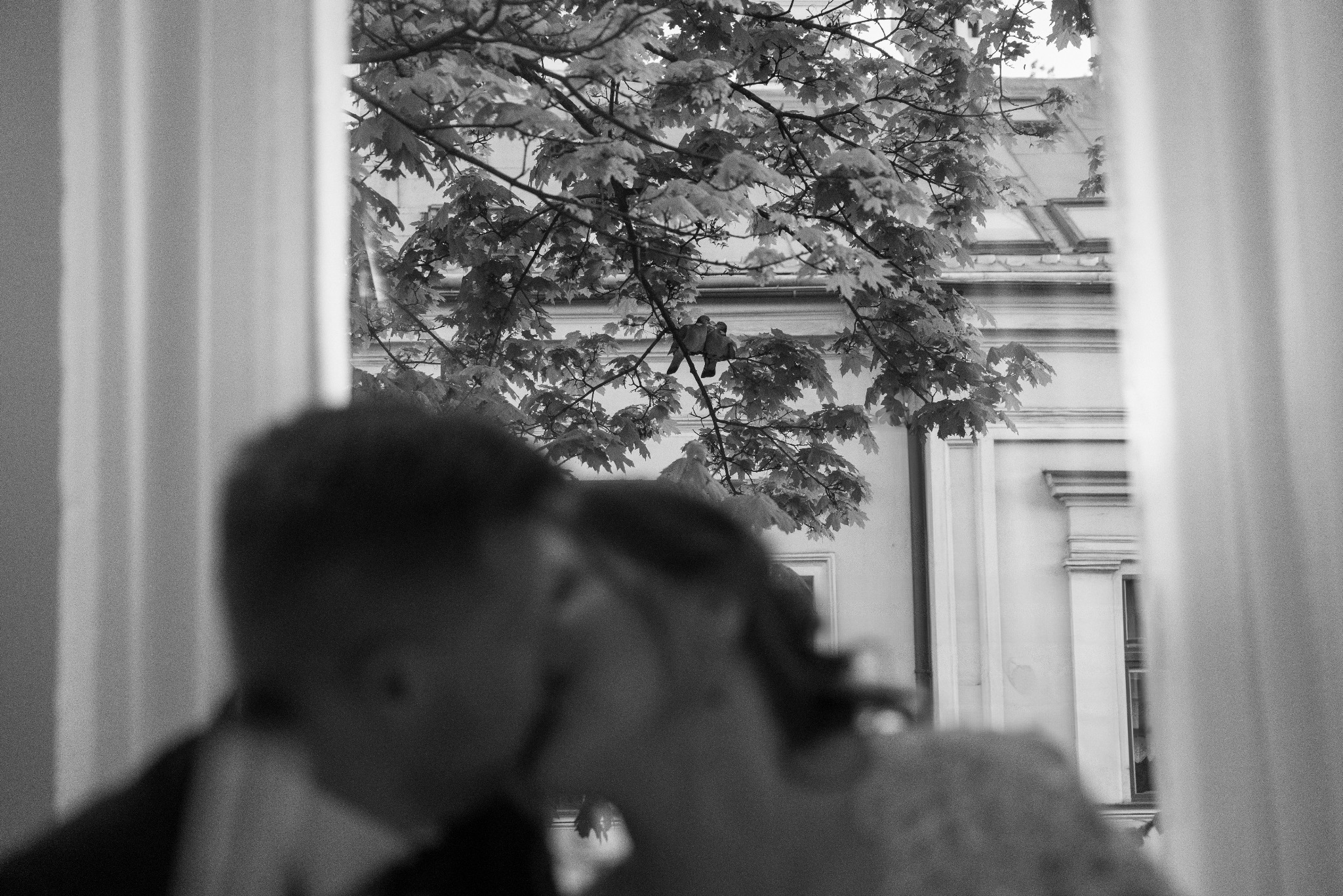 Czarno-białe zdjęcie ślubne pary całującej się na tle okna, za którym widać drzewo z parami gołębi siedzących na gałęziach i budynek w tle.