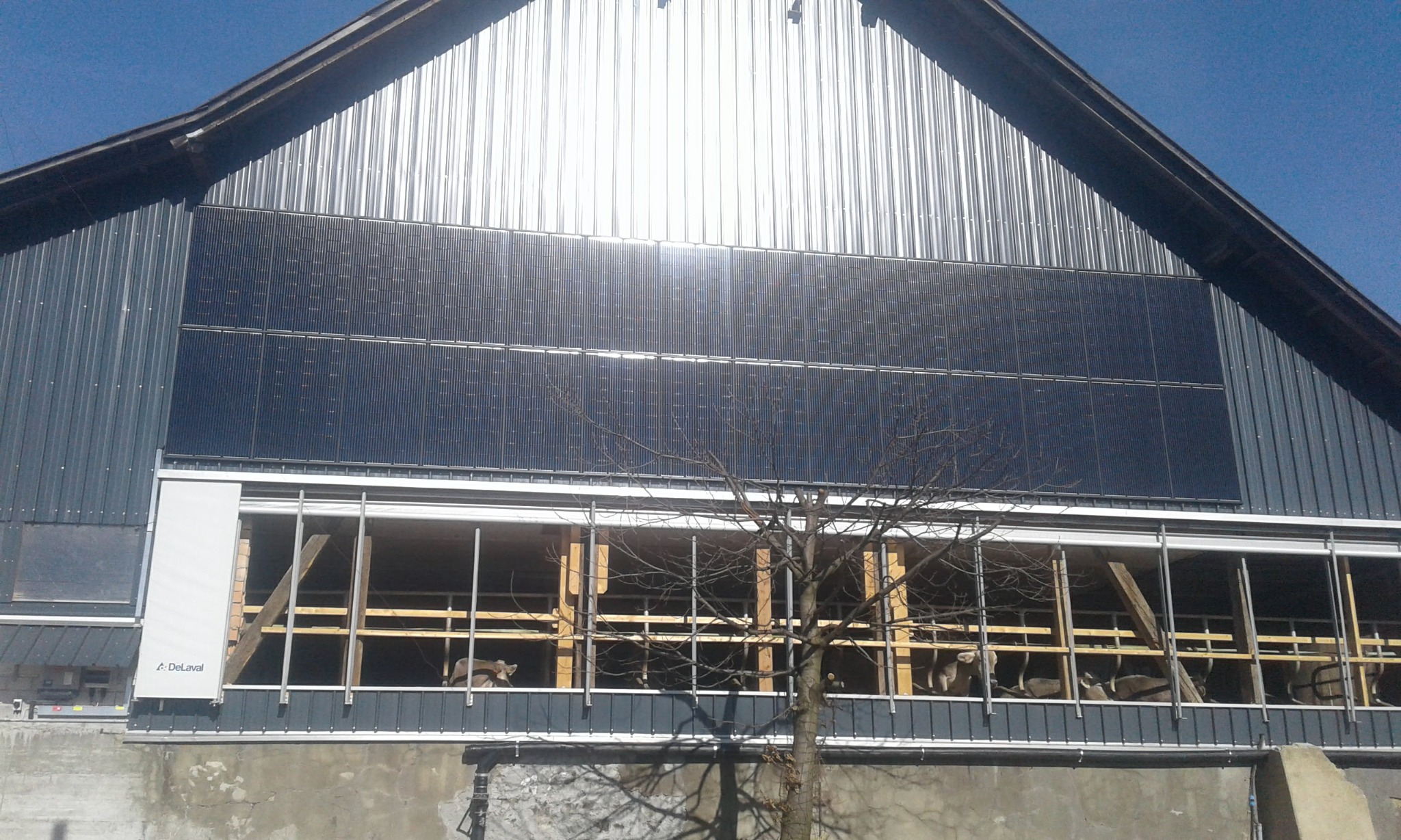 Metalowy budynek gospodarczy z zainstalowanymi panelami słonecznymi na dachu, widoczne krowy wewnątrz przez otwarte okna, drzewo na pierwszym planie.