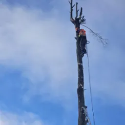 Arborysta w trakcie pracy na wysokim, ogołoconym z gałęzi drzewie, zabezpieczony linami i uprzężą, z drabiną opartą o pień na tle błękitnego, pochmurnego nieba.