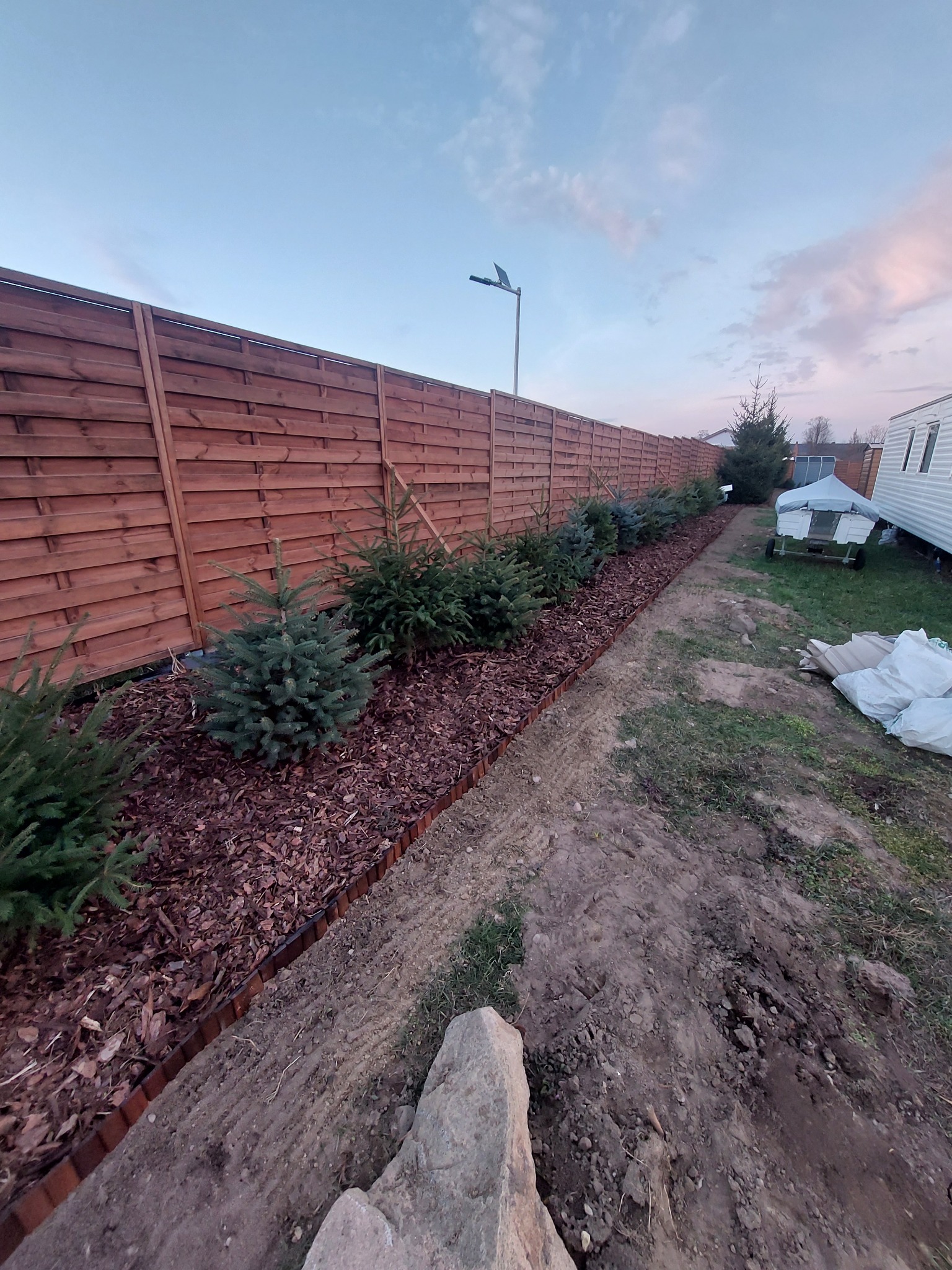 Świeżo posadzone małe świerki wzdłuż drewnianego płotu, wyściółkowane korą, z widocznym przygotowanym pasem ziemi i przyczepą kempingową w tle.