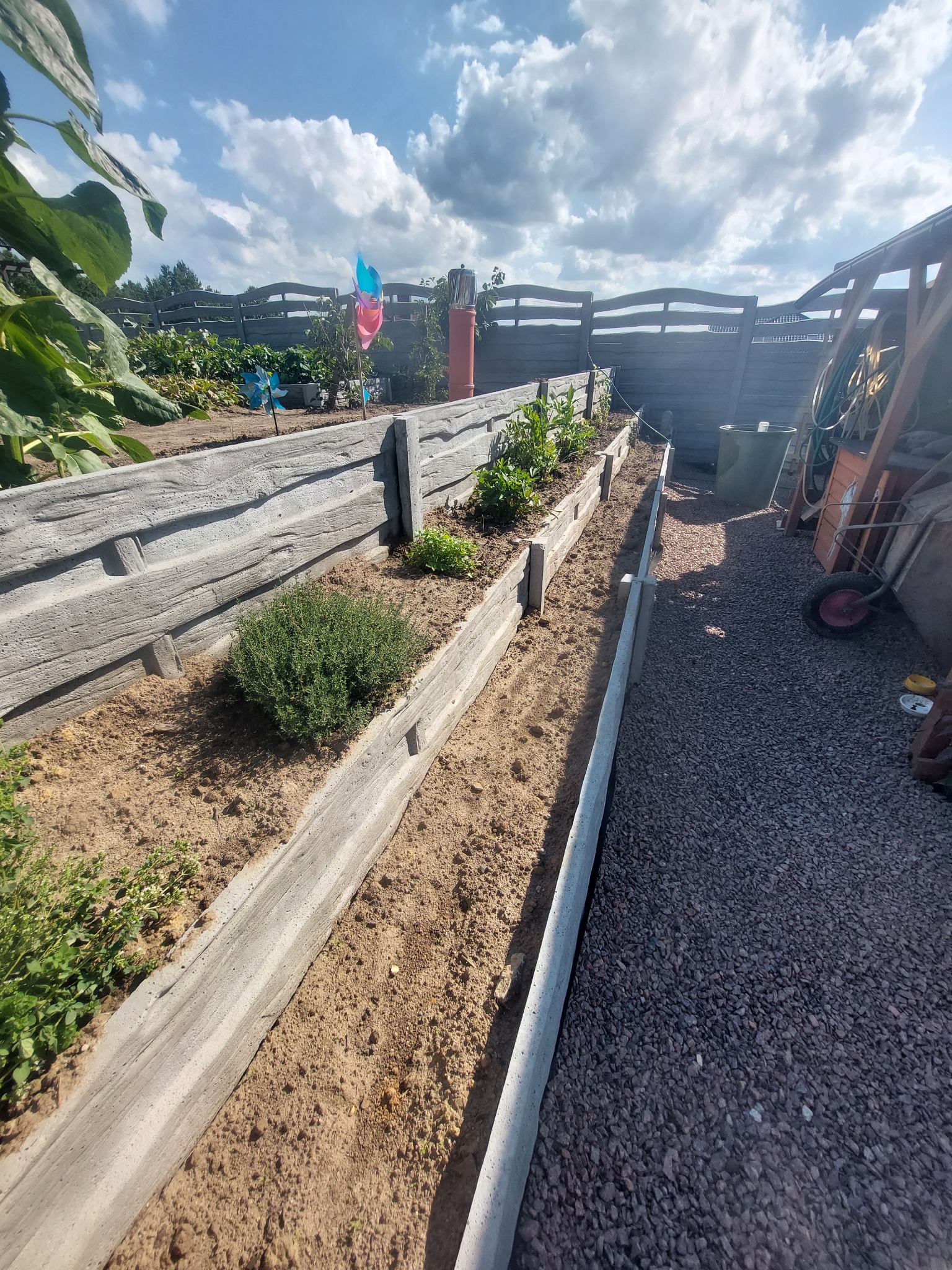 Wykonane z prefabrykatów betonowych podwyższone grządki w przydomowym ogrodzie, wypełnione ziemią i obsadzone ziołami, obok ścieżka wysypana drobnym grysem.