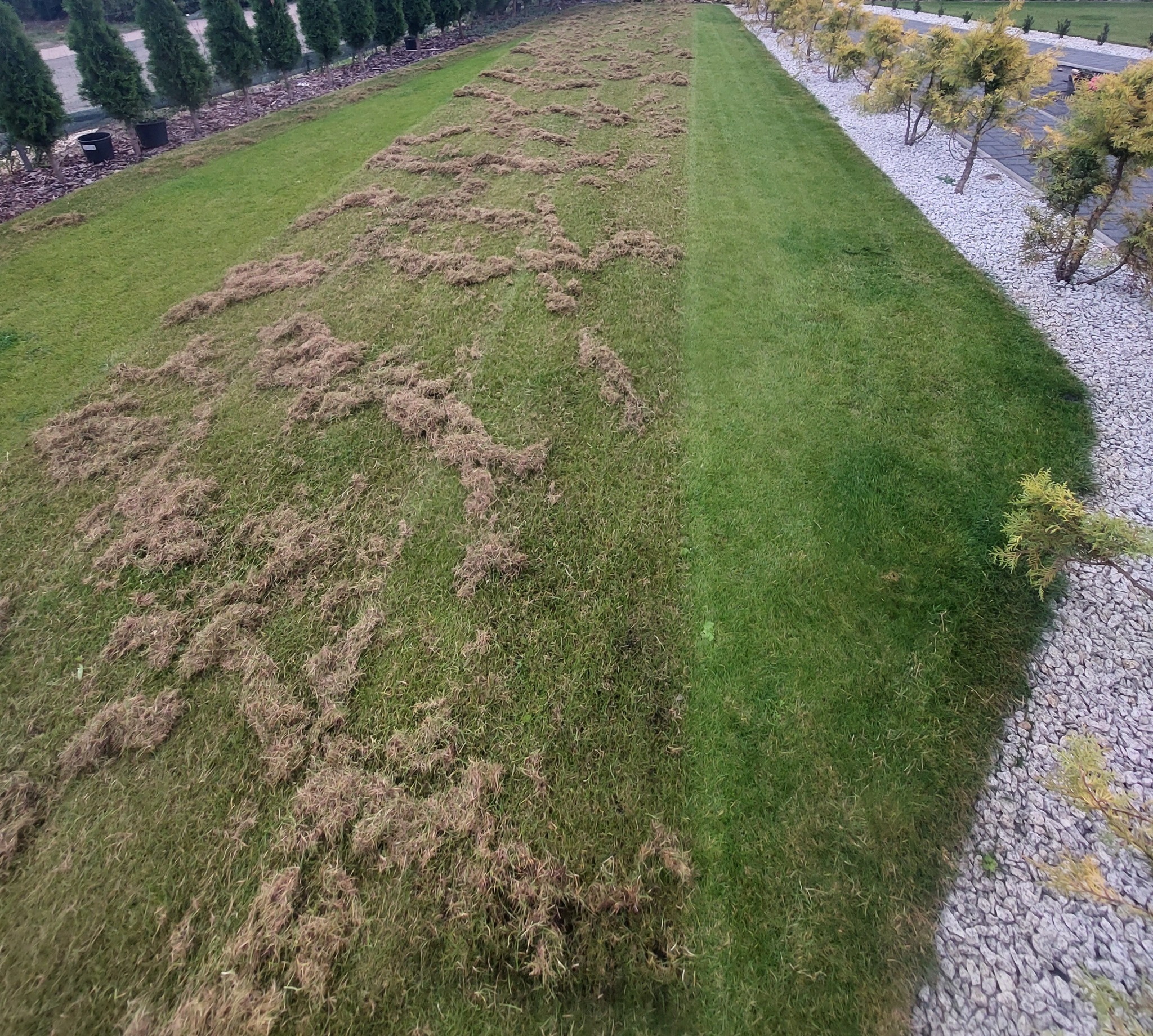 Aeracja trawnika: widok z góry na fragment trawnika po zabiegu, z widocznymi resztkami organicznymi na powierzchni, obok fragment trawnika bez resztek, w tle rząd tuj i krzewów.