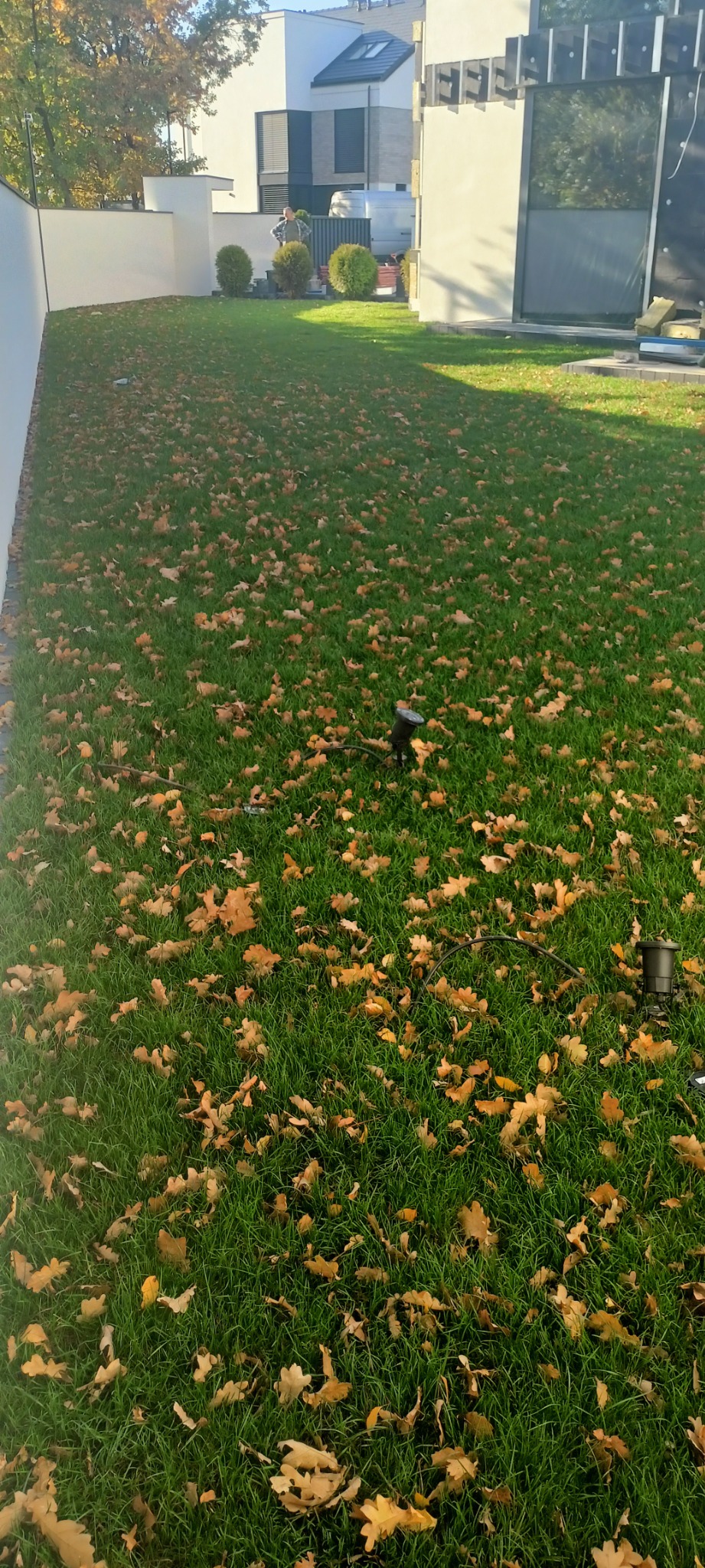 Świeżo skoszony trawnik z systemem nawadniania zraszaczami, pokryty opadłymi liśćmi dębu w jesiennym ogrodzie.