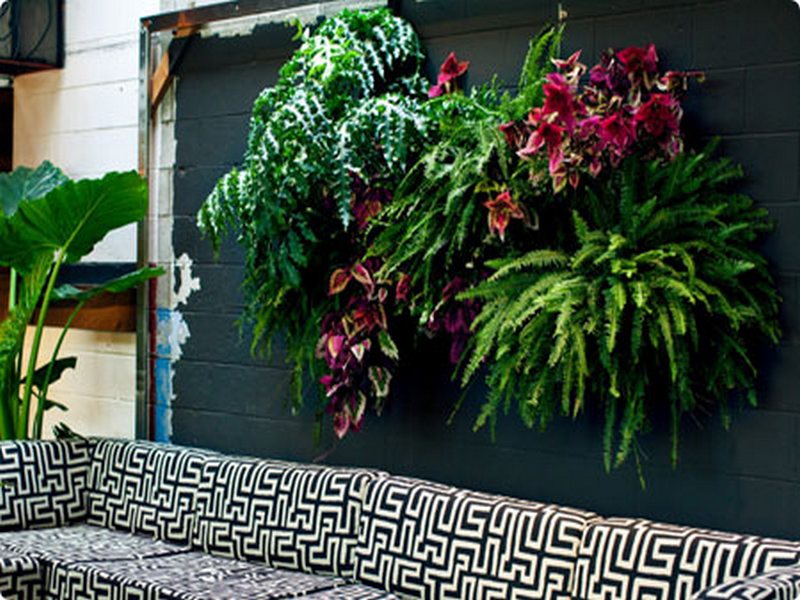 Ogród wertykalny na ciemnej ścianie, z paprociami i kolorowymi kwiatami, widoczny zza sofy w geometryczne wzory.