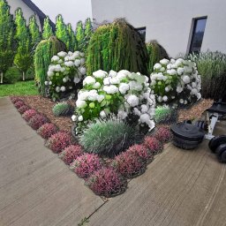 EuNike Architektura Krajobrazu Eunika Wiatr - Projekt ogrodu z kwitnącymi hortensjami i wrzosami, z obciążeniami do ćwiczeń w tle, ukazujący połączenie estetyki ogrodu i przestrzeni do aktywności fizycznej.