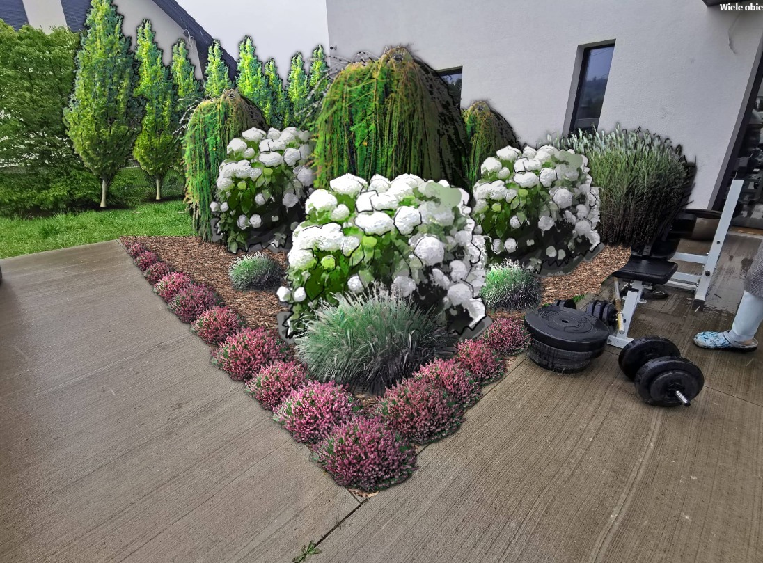 Projekt ogrodu z kwitnącymi hortensjami i wrzosami, z obciążeniami do ćwiczeń w tle, ukazujący połączenie estetyki ogrodu i przestrzeni do aktywności fizycznej.