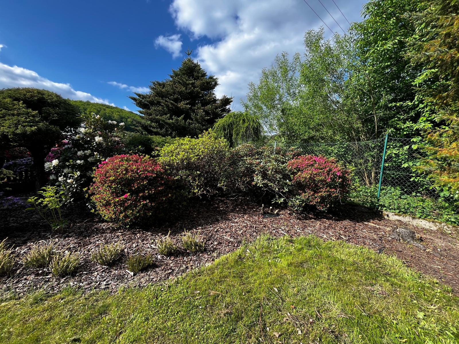 Ogród z kwitnącymi azaliami, iglakiem i korą na rabatach, widziany za niskim trawnikiem w słoneczny dzień.