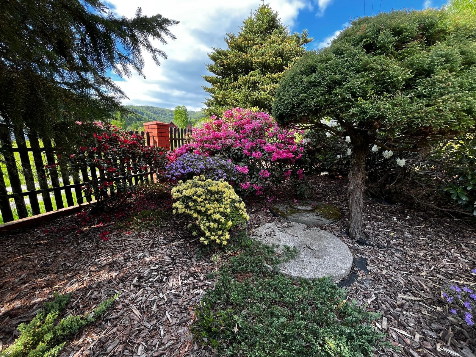 Kwitnący ogród z różnorodnymi krzewami i drzewami iglastymi, wyściółkowany korą, z kamiennymi płytami i niskim drewnianym płotem w tle.