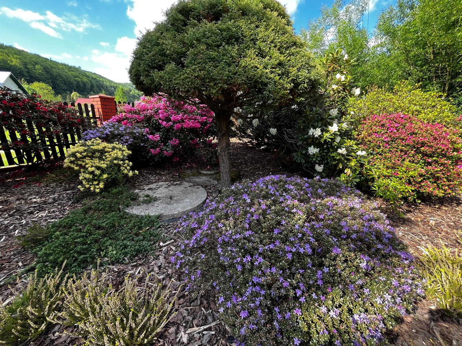 Urokliwy ogród z kulistym drzewem w centrum, otoczonym różnobarwnymi krzewami kwitnącymi na fioletowo, różowo i biało. W tle widoczne zielone wzgórza i drewniany płot.