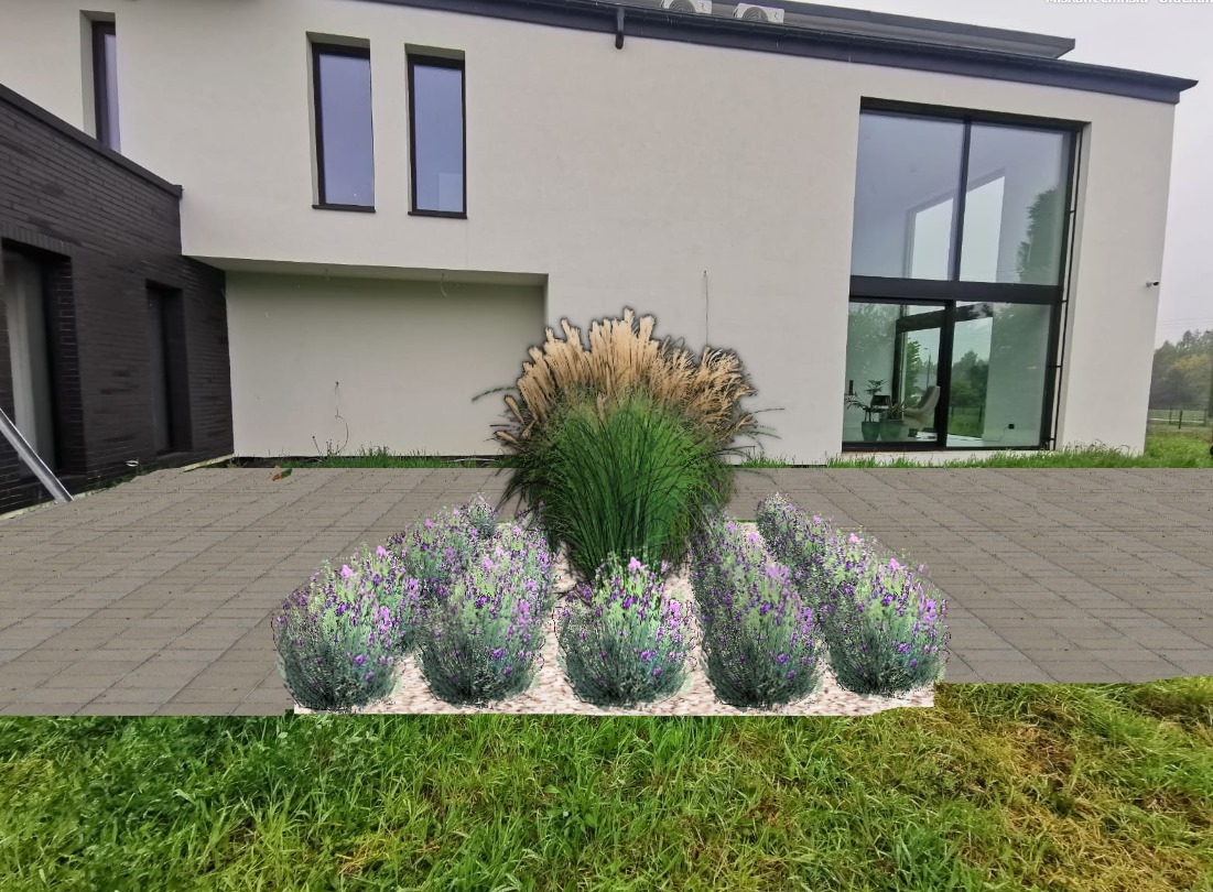 Projekt nasadzeń przed nowoczesnym domem: trawy ozdobne i kępy kwitnącej lawendy na białym żwirze, ułożone wzdłuż ścieżki z kostki brukowej.