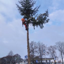 Electrostar kompleksowe usługi ogrodnicze - Arborysta w pomarańczowym kombinezonie, zabezpieczony linami, przycina wysokie, ośnieżone drzewo przy ulicy w zimowy dzień. W tle widoczna stacja benzynowa i zabudowania miejskie.