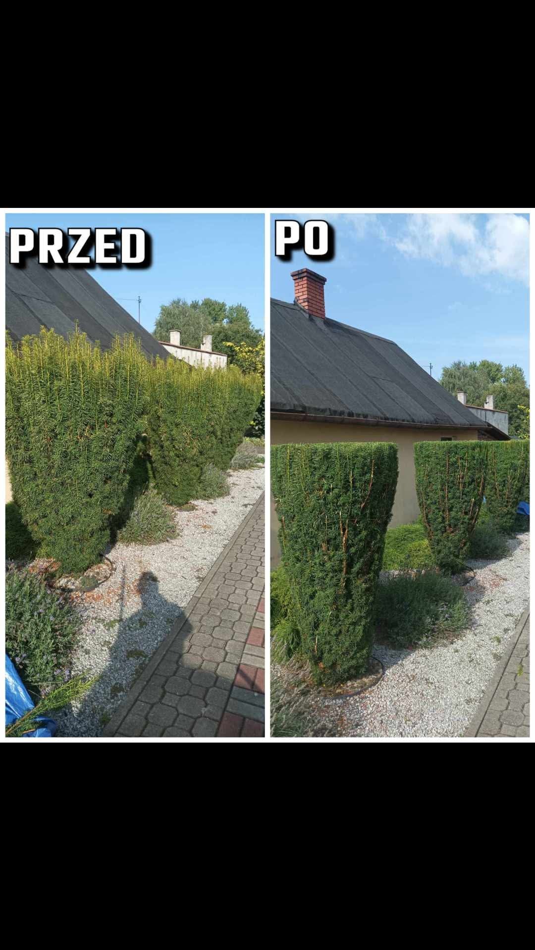 Porównanie stanu żywopłotu przed i po formowaniu, widoczne przycięte, gęste krzewy iglaste w ogrodzie przydomowym.