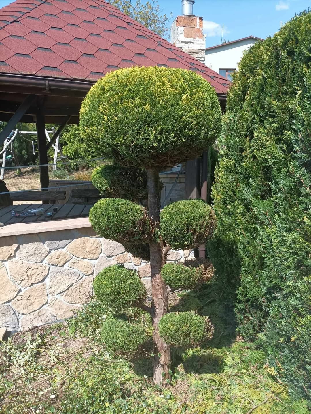 Starannie uformowane drzewko iglaste w kształcie kuli i mniejszych kul, obok kamiennego murku i altany z czerwoną dachówką.