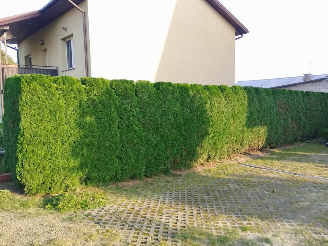 Długi, równo przycięty żywopłot z tui szmaragd, oddzielający posesję od sąsiada; skoszona trawa i betonowa ażurowa nawierzchnia. Widoczne resztki po przycinaniu.