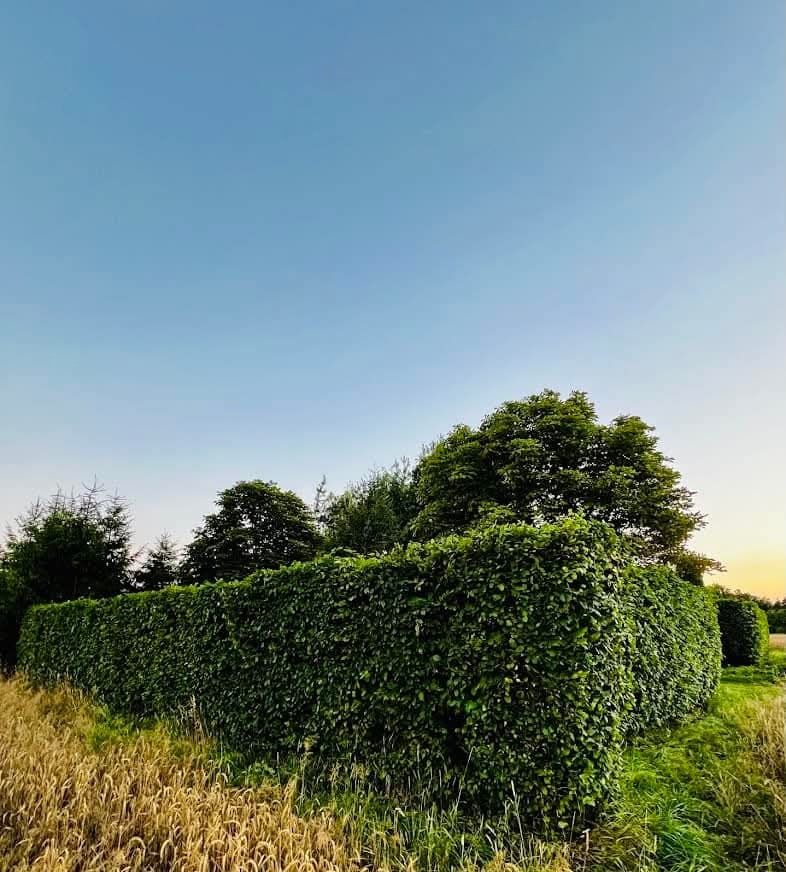 Długi, równo przycięty żywopłot z bukszpanu, oddzielający pole od ogrodu, widoczny w ciepłym świetle zachodzącego słońca.