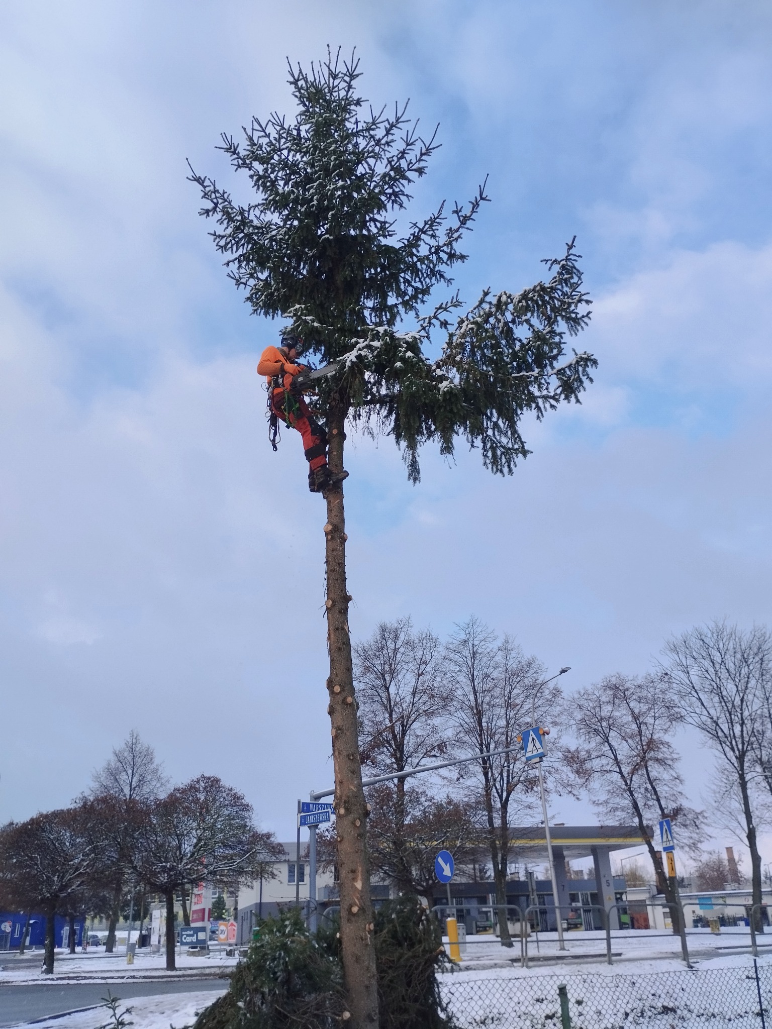 Arborysta w pomarańczowym kombinezonie, zabezpieczony linami, przycina wysokie, ośnieżone drzewo przy ulicy w zimowy dzień. W tle widoczna stacja benzynowa i zabudowania miejskie.