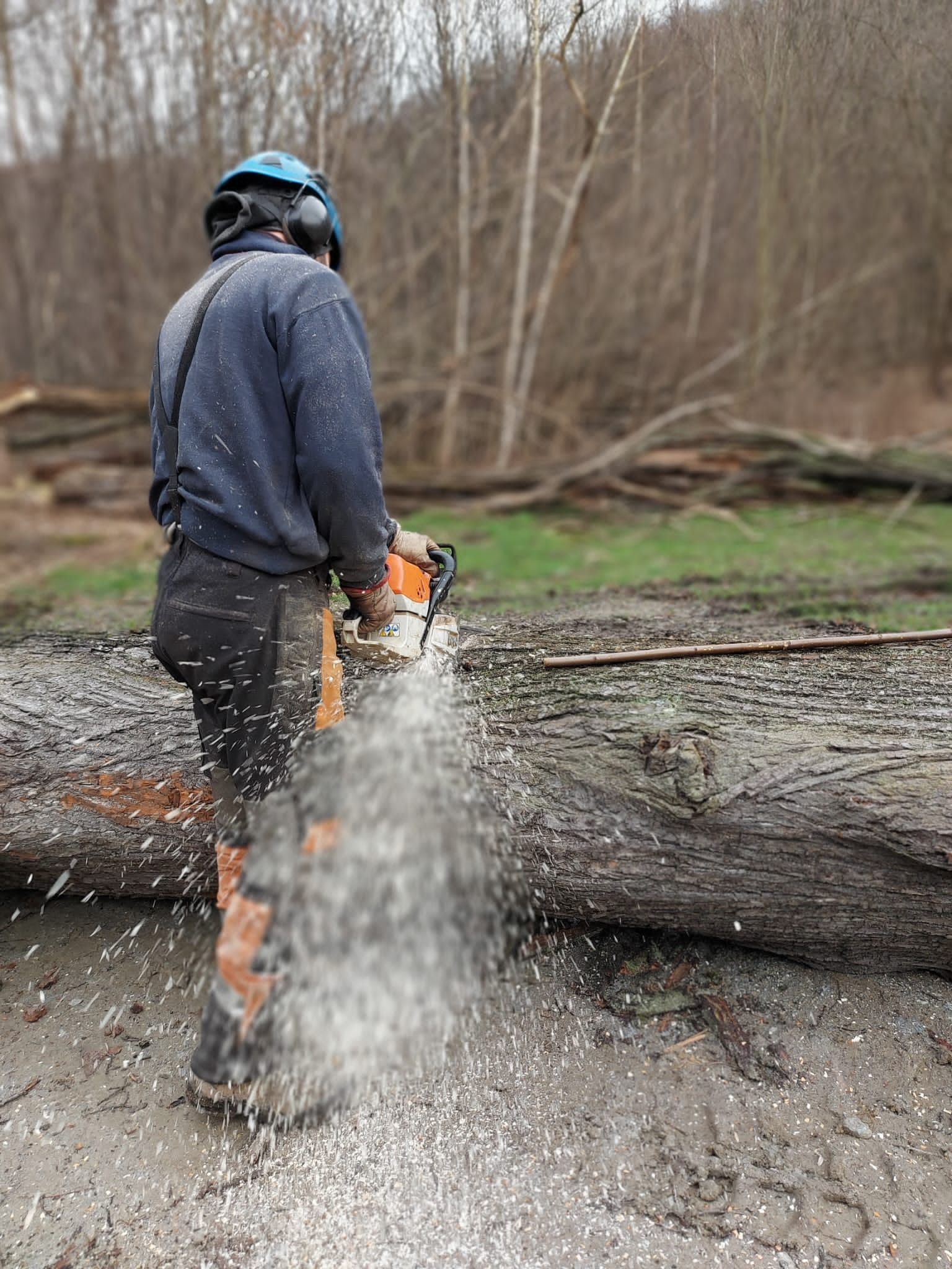 Osoba w kasku i nausznikach tnie piłą spalinową gruby pień drzewa, w tle widoczne ścięte drzewa i las.