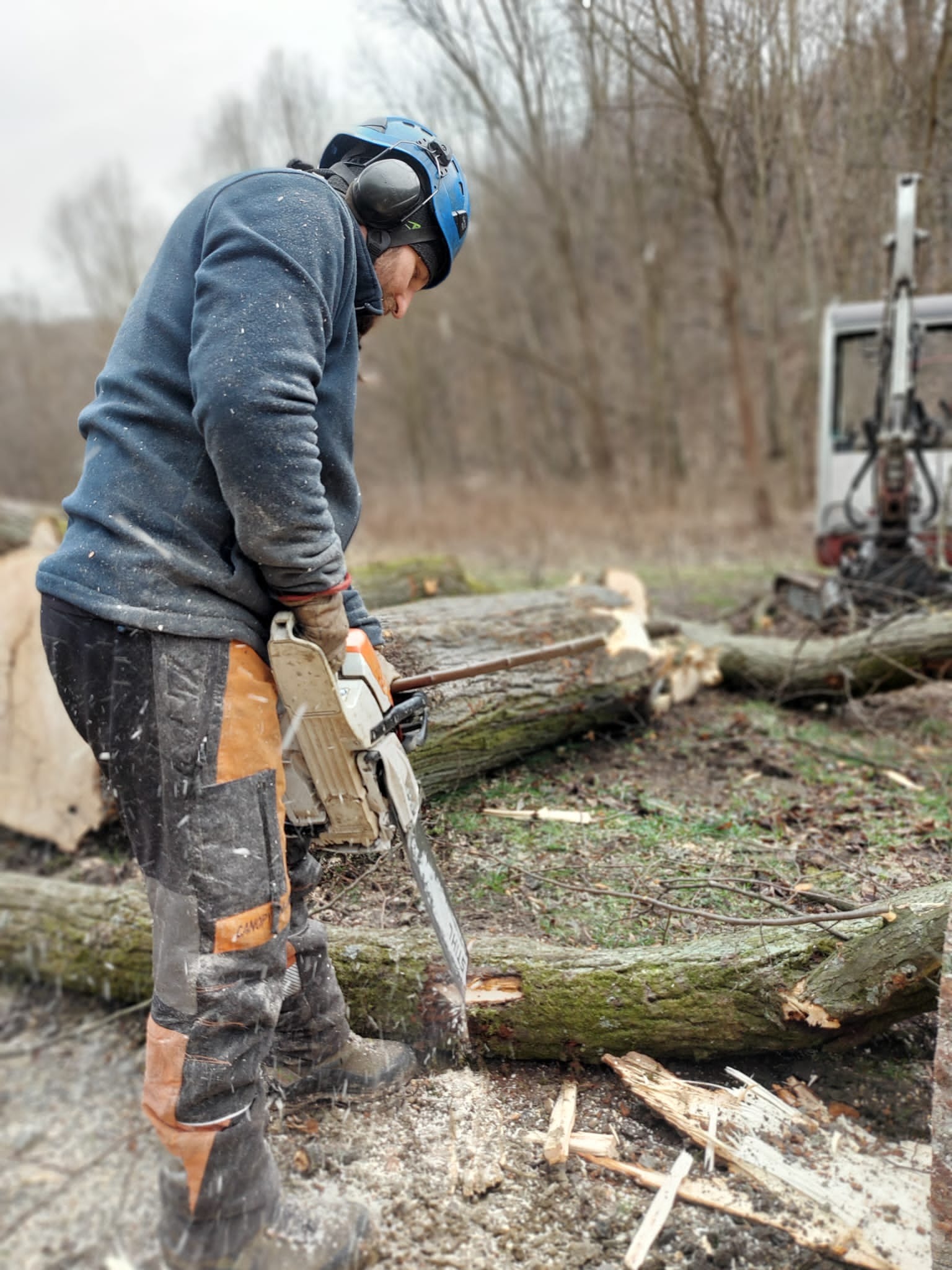 Mężczyzna w kasku i ochronnikach słuchu przecina piłą spalinową leżący na ziemi pień, w tle widoczny sprzęt do prac leśnych.