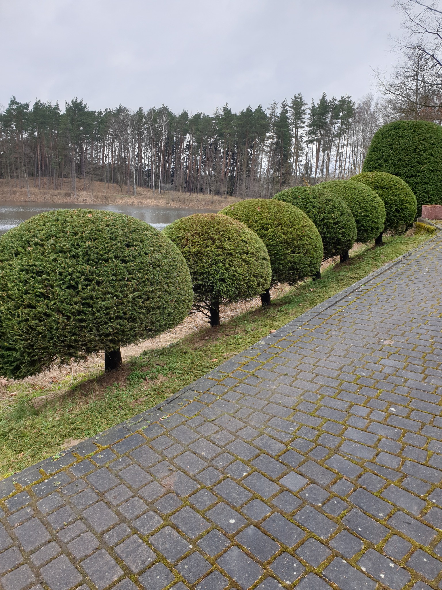 Rząd równo przyciętych, kulistych krzewów iglastych wzdłuż ścieżki z kostki brukowej porośniętej mchem, w tle jezioro i las.