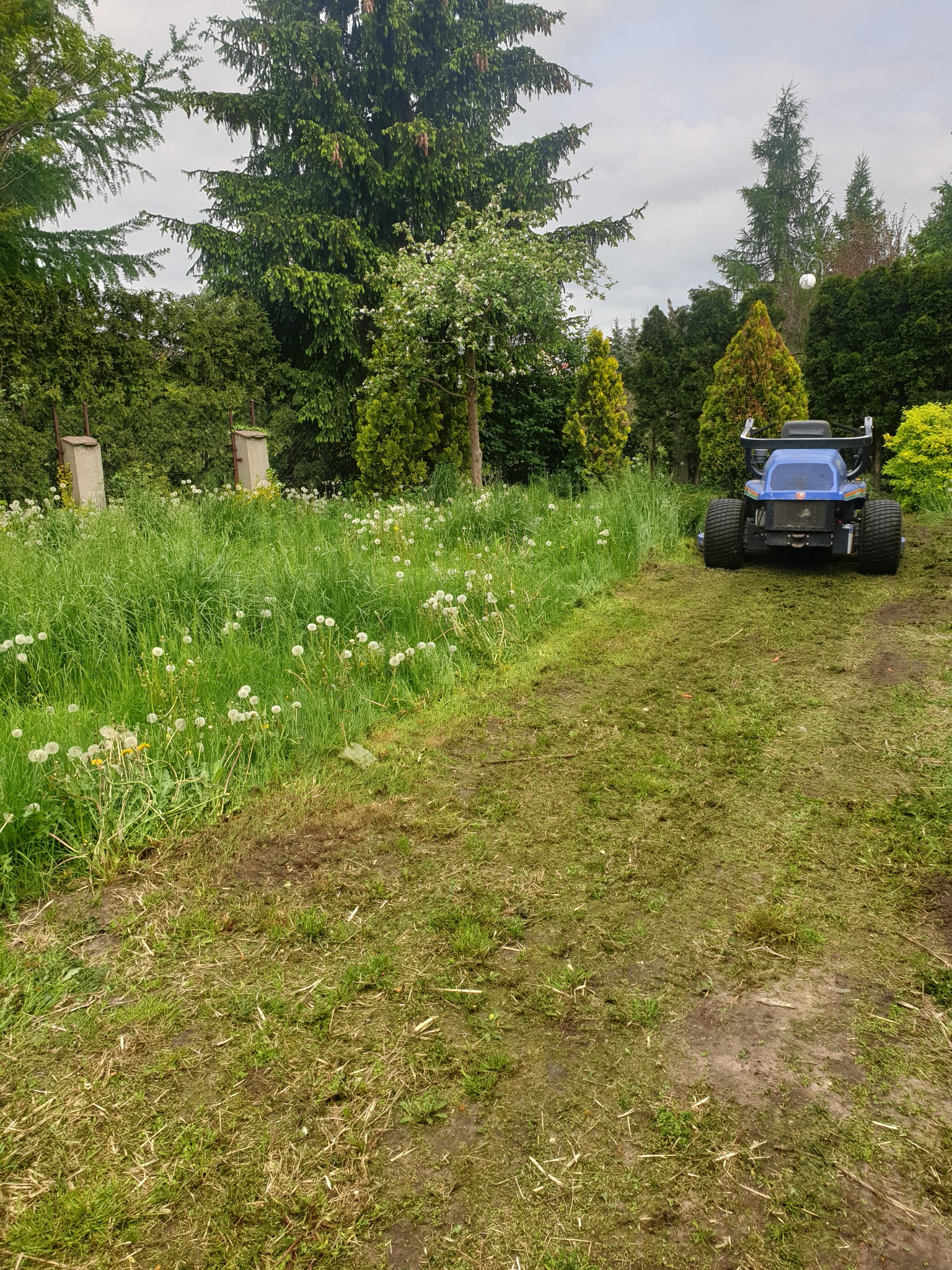 Nisko zawieszona, niebieska kosiarka samojezdna na trawniku, z lewej strony wysoka trawa z dmuchawcami, z prawej skoszona trawa, w tle zielone drzewa i krzewy.