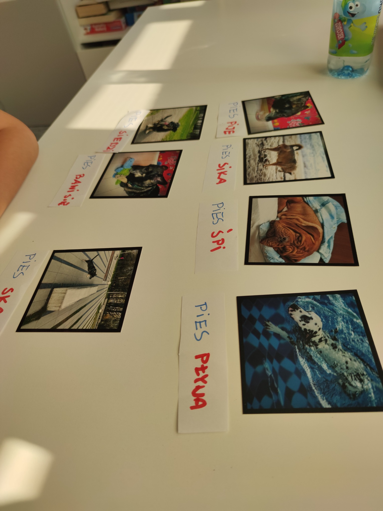 Zdjęcia psów z podpisami leżące na białym stole, prawdopodobnie używane jako pomoce edukacyjne.