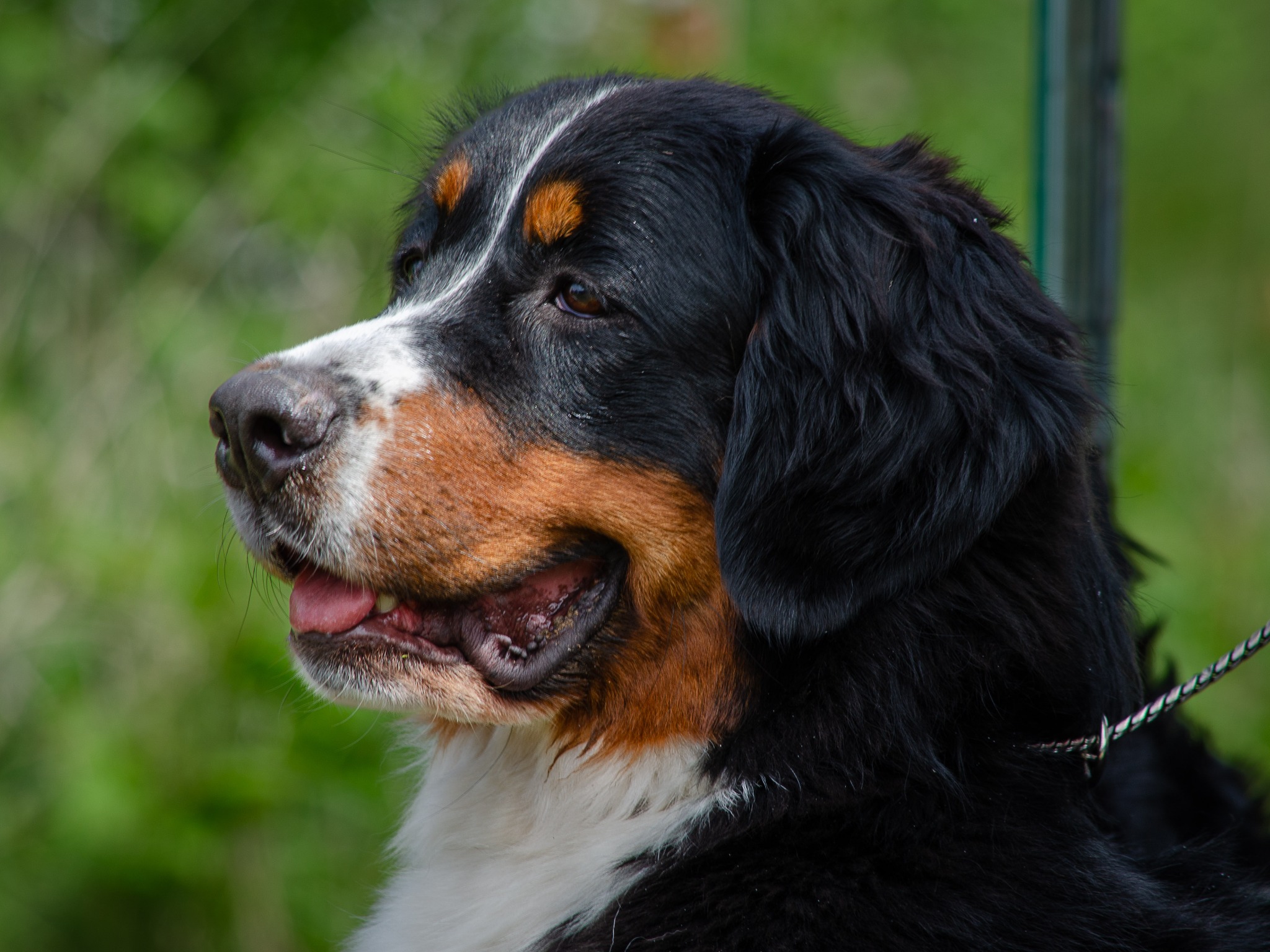 Portret Berneńskiego Psa Pasterskiego z otwartym pyskiem, widoczne detale sierści i zielone tło.