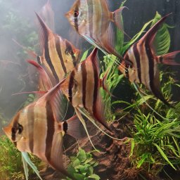 Akwarystyka i terrarystyka Warszawa 2