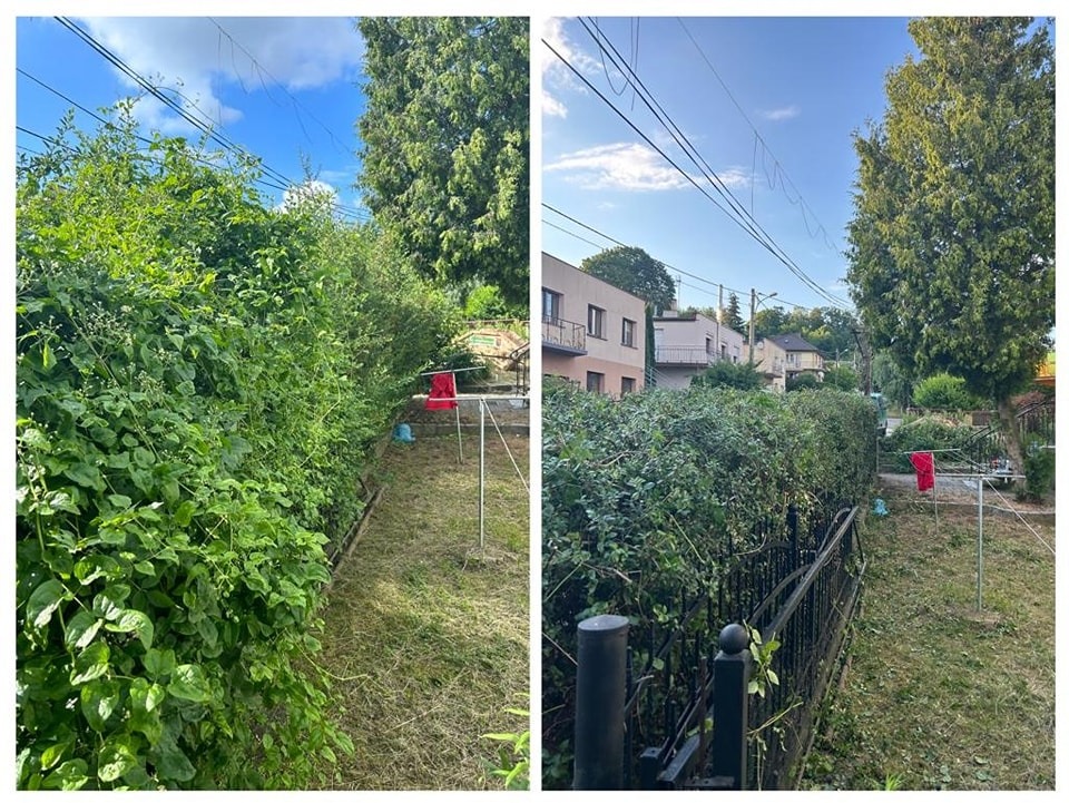 Dwa ujęcia: po lewej gęsty, zielony żywopłot przed przycięciem, po prawej żywopłot po przycięciu, z widoczną linią cięcia i skoszoną trawą pod spodem, suszarka na pranie w tle.