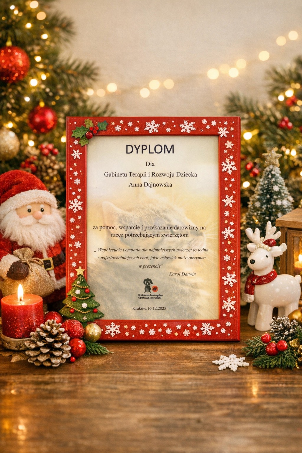Dyplom w czerwonej ramce z motywem świątecznym dla Gabinetu Terapii i Rozwoju Dziecka Anny Dajnowskiej za pomoc zwierzętom, otoczony dekoracjami świątecznymi.