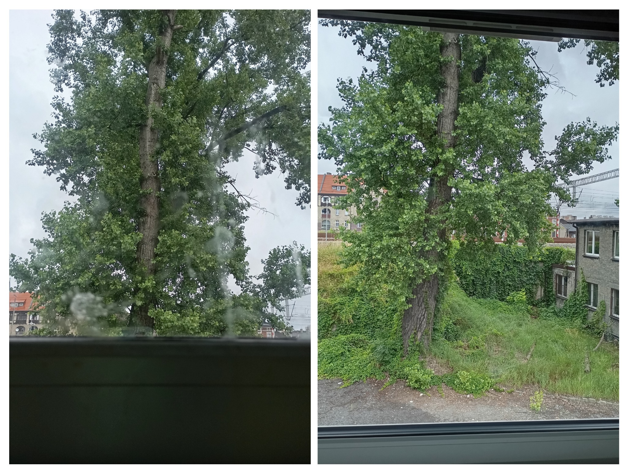 Widok z okna na zewnątrz: po lewej brudna szyba z kroplami deszczu, po prawej czysta szyba, drzewo z zielonymi liśćmi, budynek z cegły i zarośnięte podwórko.