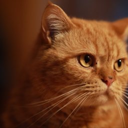 Agencja KONKAR - Portret rudego kota brytyjskiego krótkowłosego z intensywnym spojrzeniem, widoczne detale futra i długie białe wąsy na tle z rozmytym niebieskim akcentem.