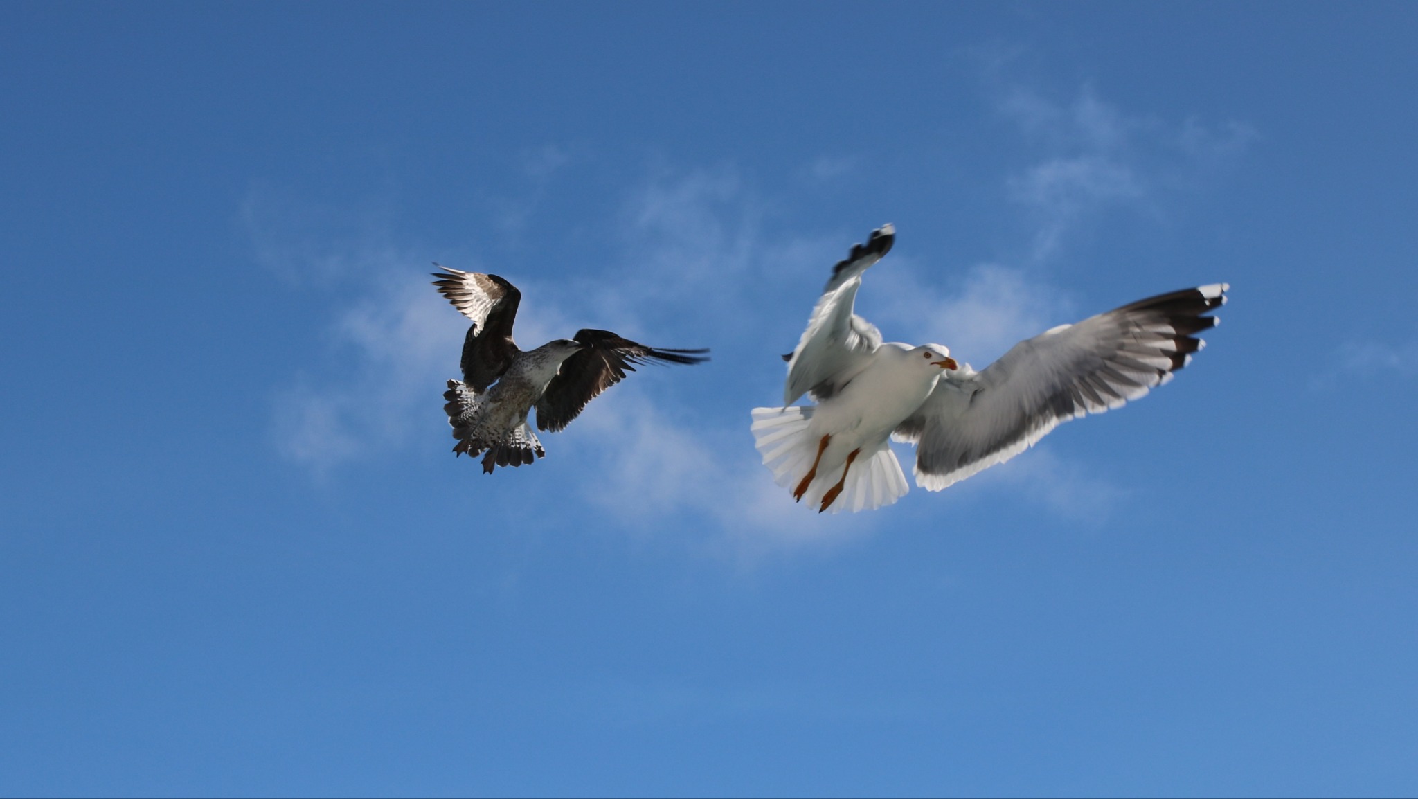 Dwie mewy w locie na tle błękitnego nieba z delikatnymi obłokami; jedna młoda, brązowo-szara, druga dorosła, biała z szarymi końcówkami skrzydeł, uchwycone z dołu w pełnym rozmachu skrzydeł.