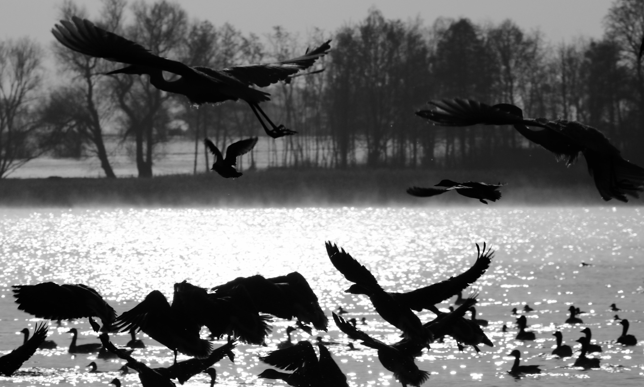 Czarno-białe zdjęcie sylwetek ptaków w locie i na wodzie, z drzewami w tle i iskrzącą się powierzchnią wody.