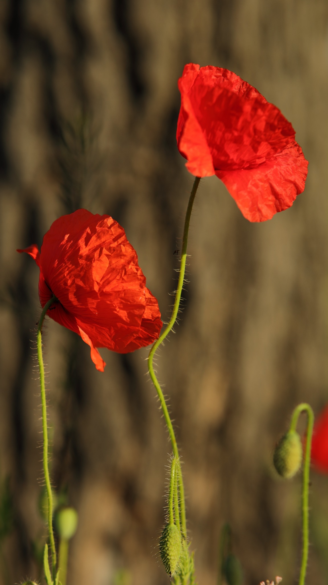 Dwa czerwone maki w pełnym rozkwicie, z zielonymi, owłosionymi łodygami i pąkami na rozmytym, brązowym tle.