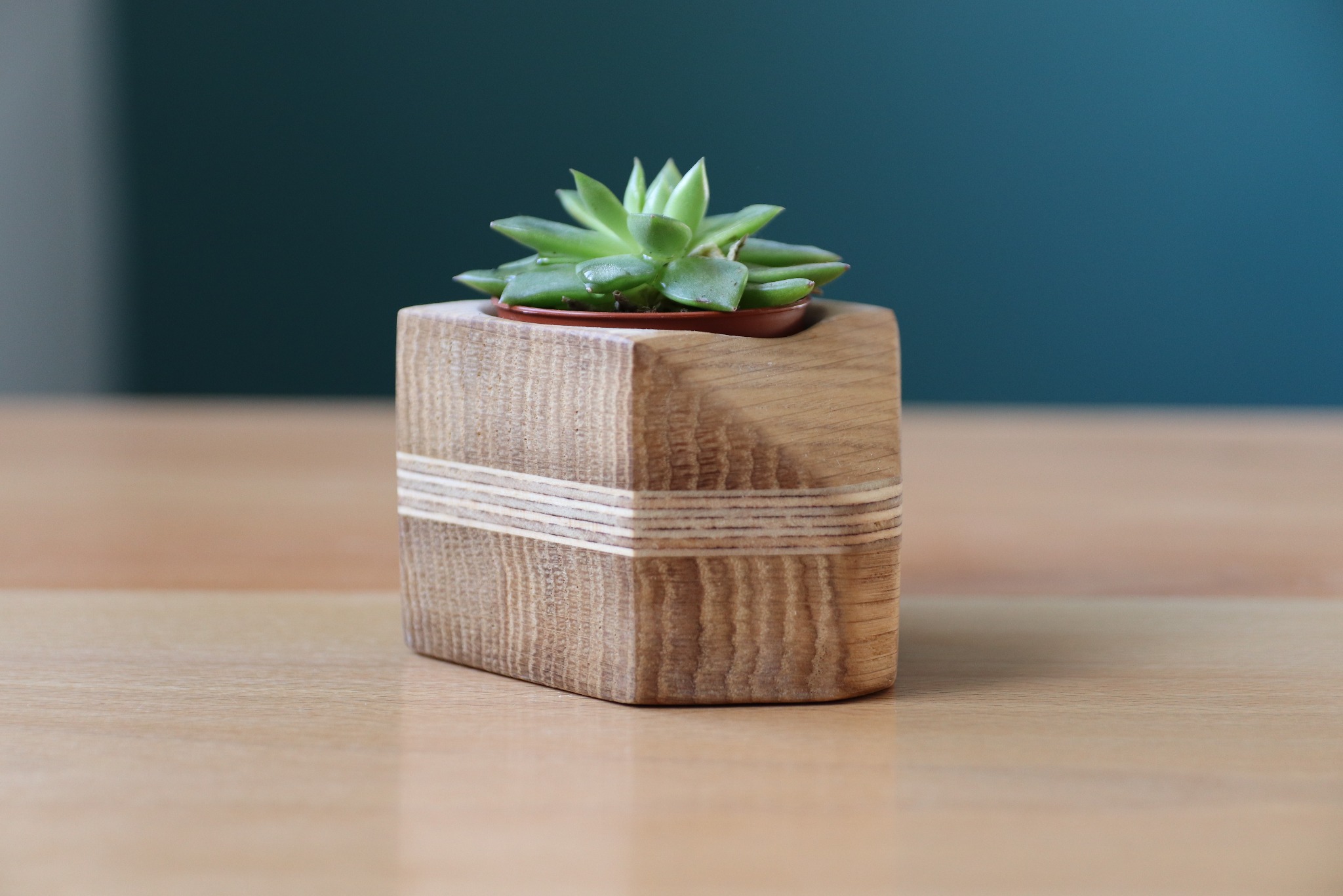 Kwadratowa doniczka z jasnego drewna z wkładką z cienkich warstw sklejki, na której rośnie mały sukulent z kroplami wody na liściach, na jasnym drewnianym stole, na tle ciemnej ściany.