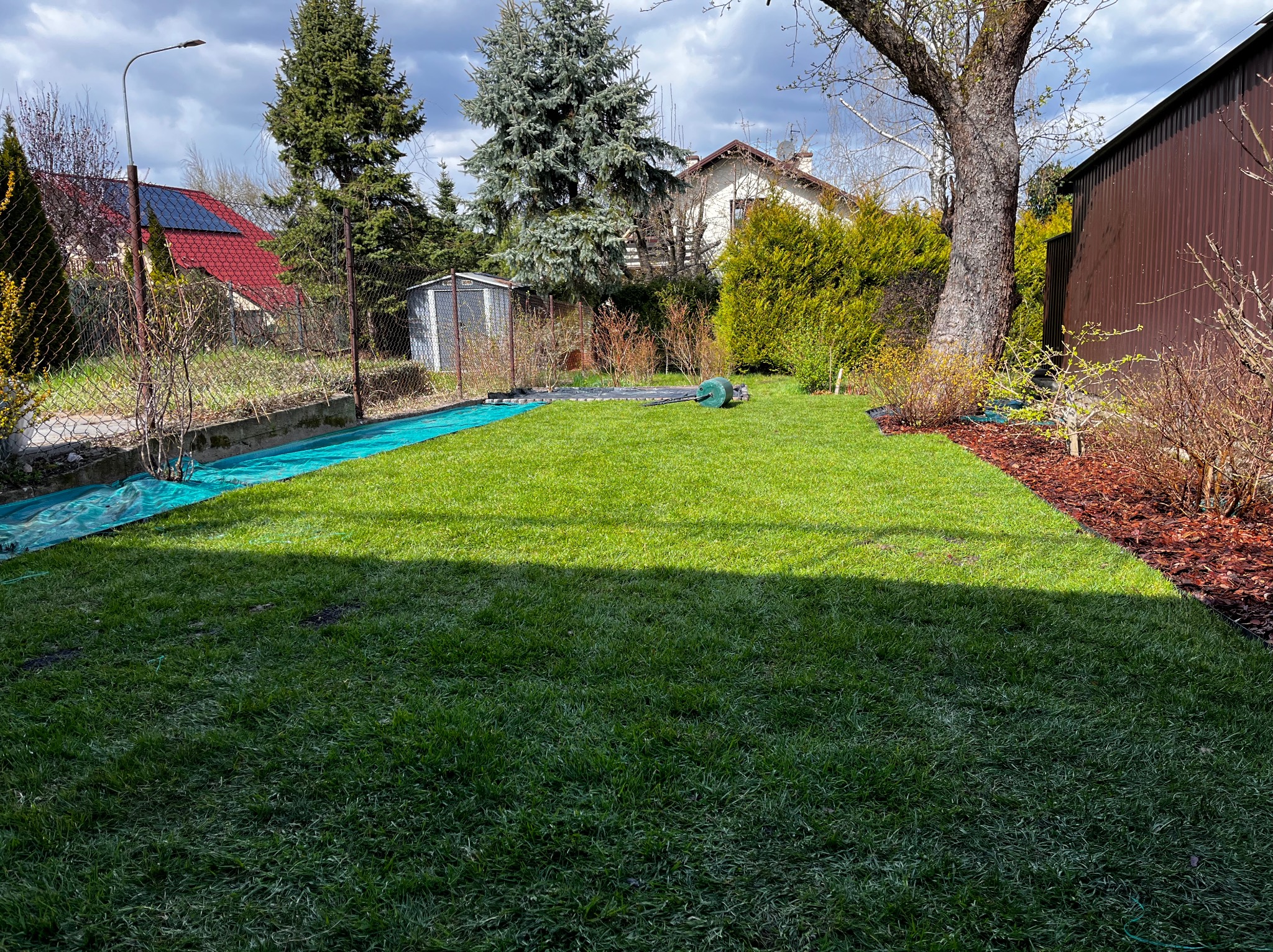 Świeżo ułożona, soczysta trawa z rolki w ogrodzie, z widocznymi śladami pracy i narzędziem do wyrównywania. Tło stanowią drzewa i zabudowania.