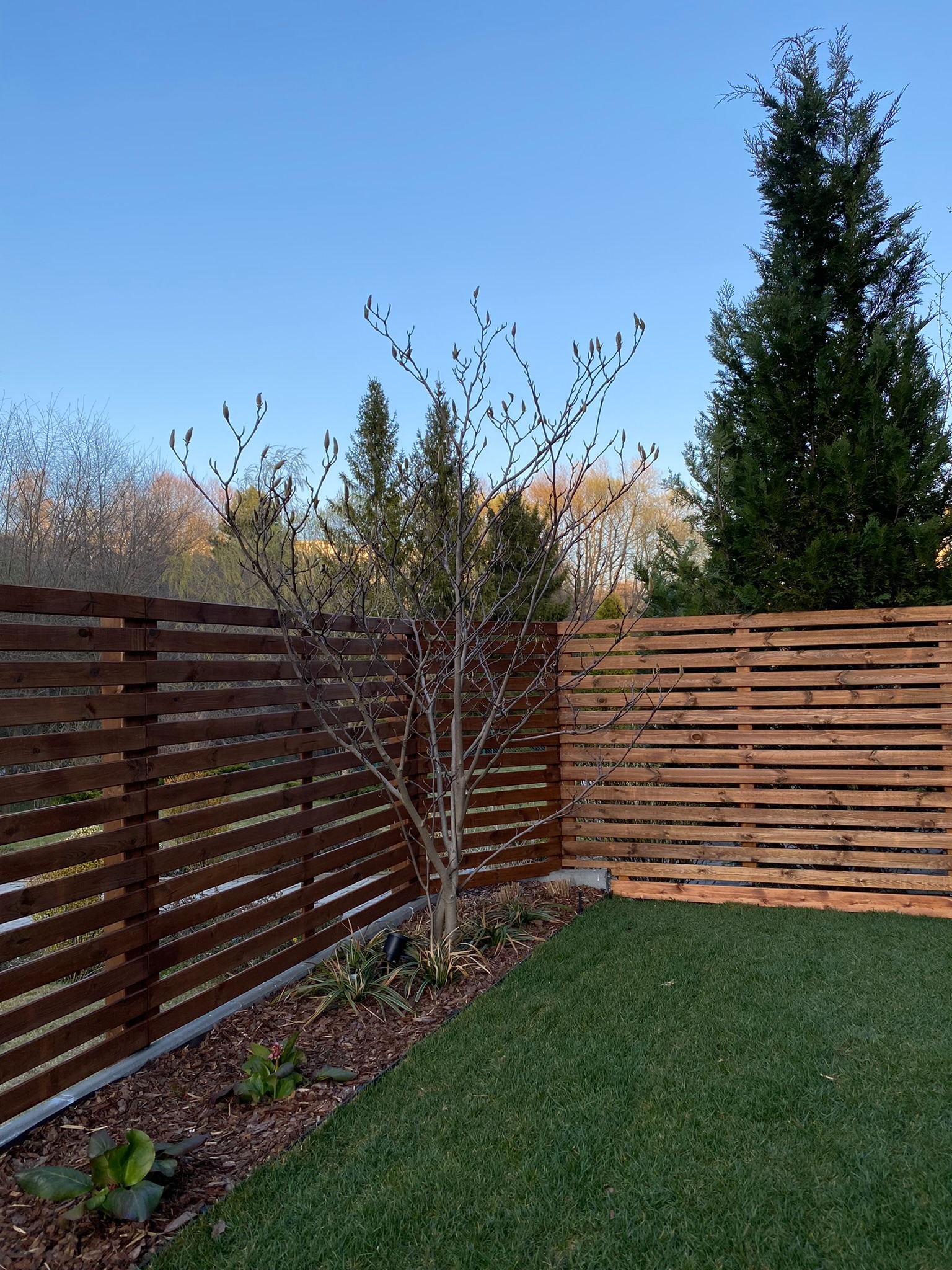 Nowoczesne, poziome ogrodzenie z ciemnego drewna otaczające trawnik, z młodym drzewem z pąkami na pierwszym planie i iglakami w tle.