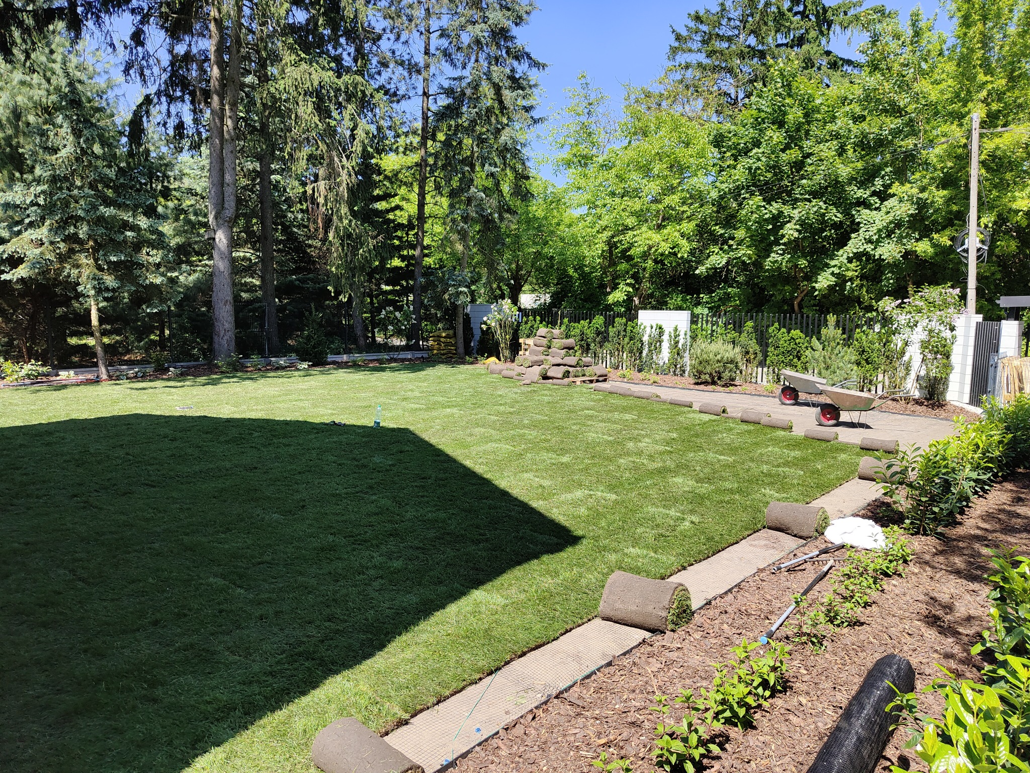 Rozległy trawnik z częściowo ułożoną trawą z rolki, widoczne rolki trawy na obrzeżach, taczka i grabie w tle, drzewa i krzewy okalające teren.