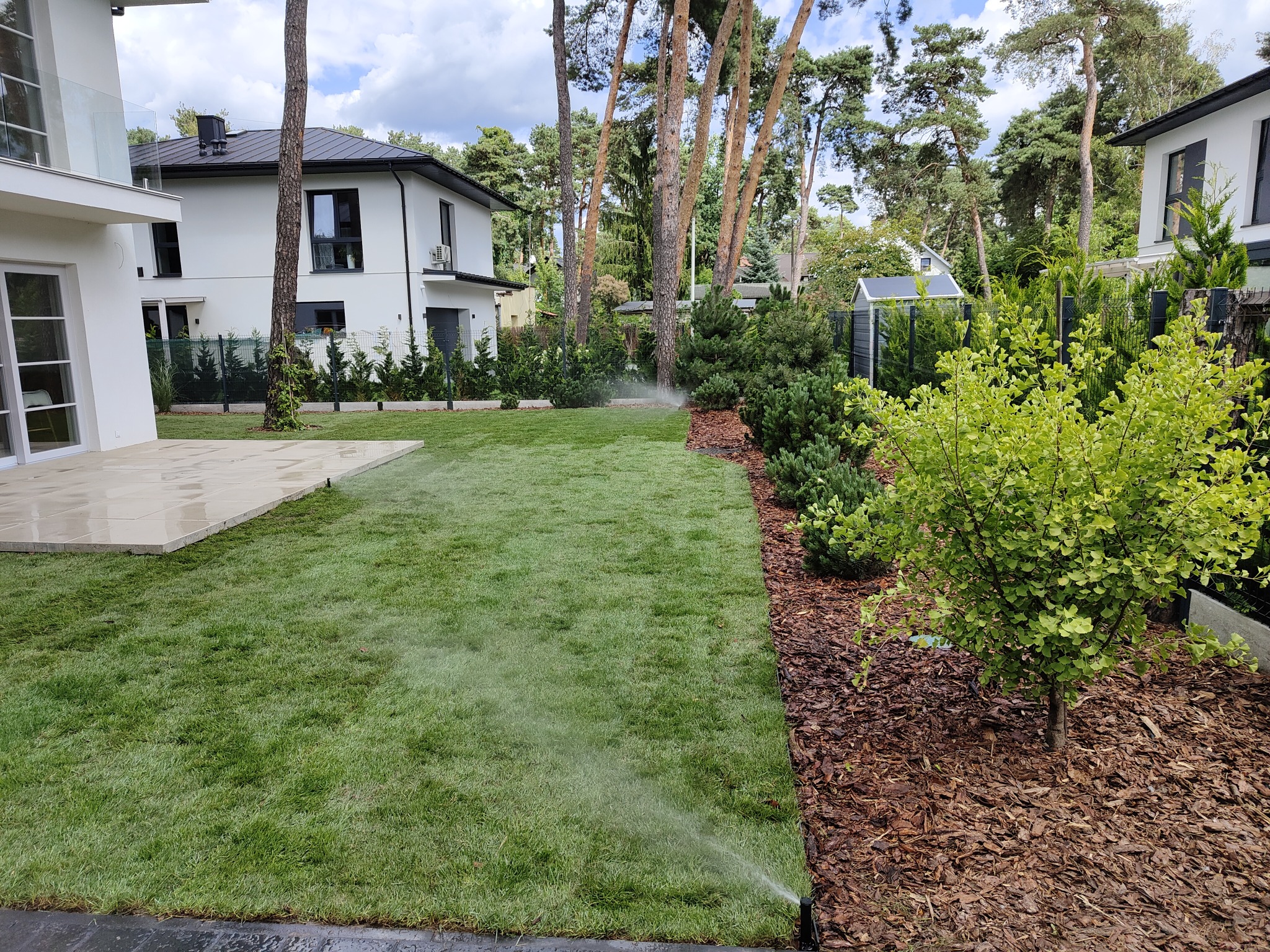 Świeżo założony trawnik z rolki nawadniany przez zraszacze, obok rabata z korą i młodymi drzewkami liściastymi, w tle nowoczesny dom z białymi ścianami i ciemnym dachem.